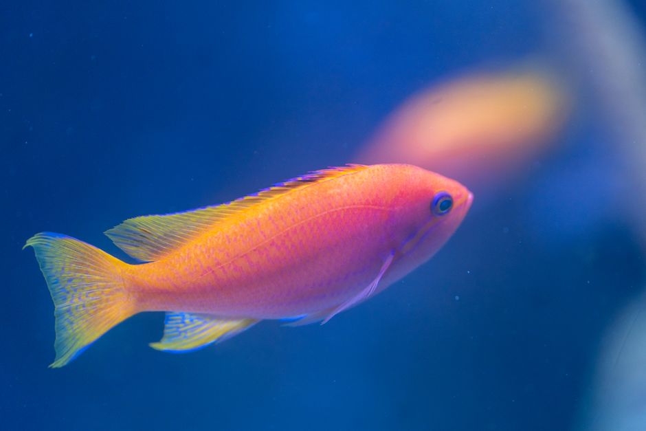 Group of Lyretail Anthias swimming together in a reef aquarium
