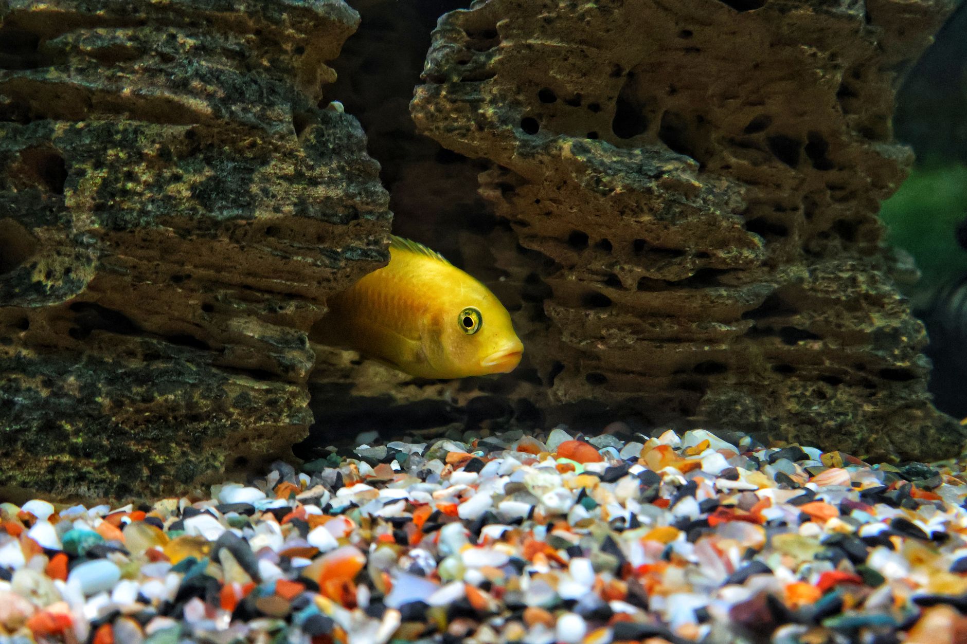 a dwarf cichlid swimming near a coconut cave in a planted aquarium