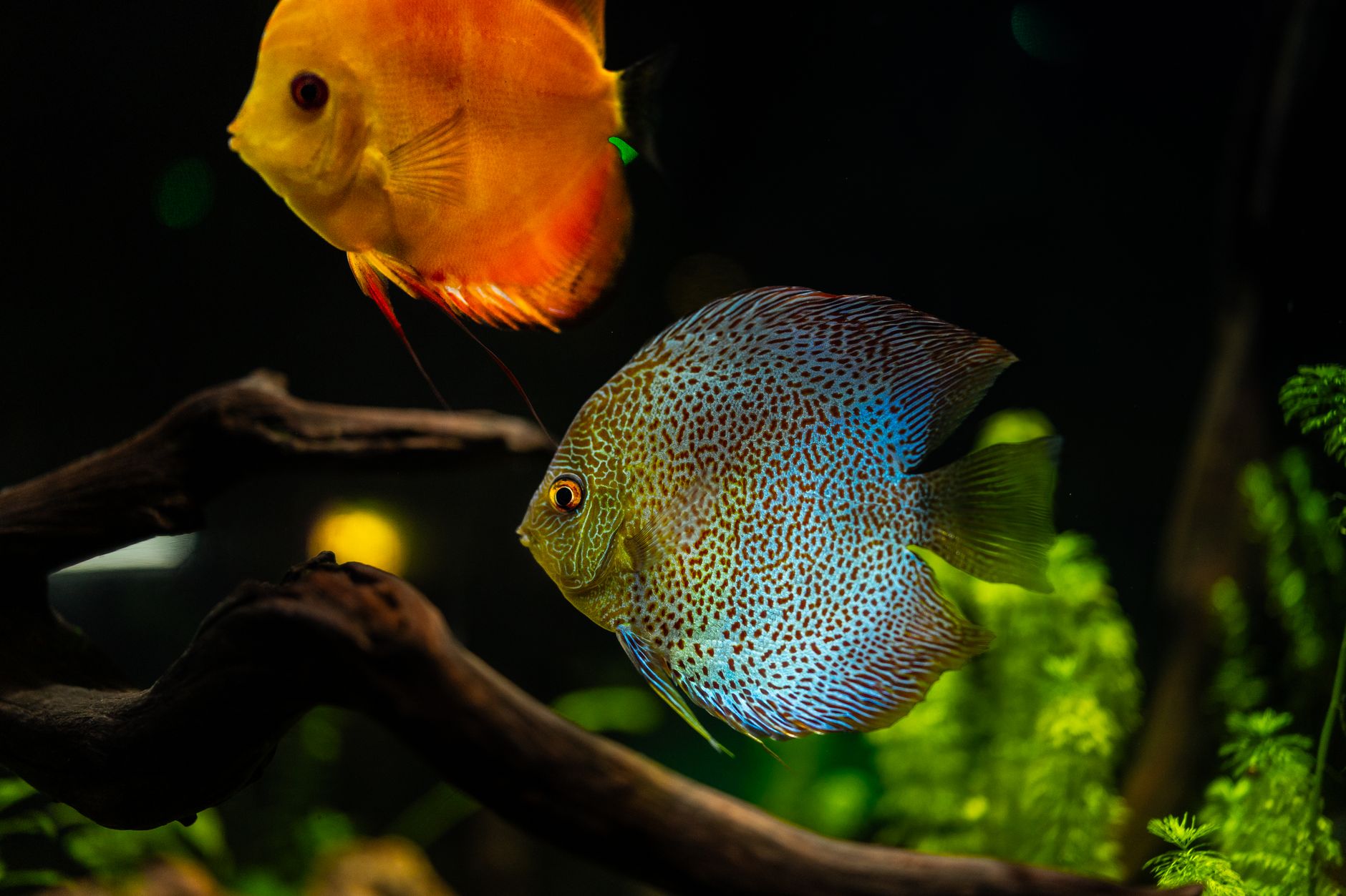 Hygger titanium aquarium heater with external digital controller near a large fish tank