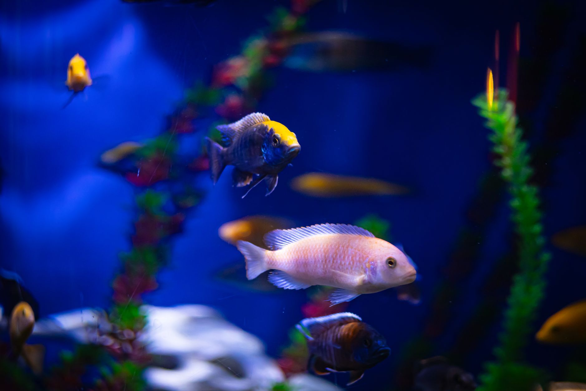 LED aquarium light over a lush planted tank