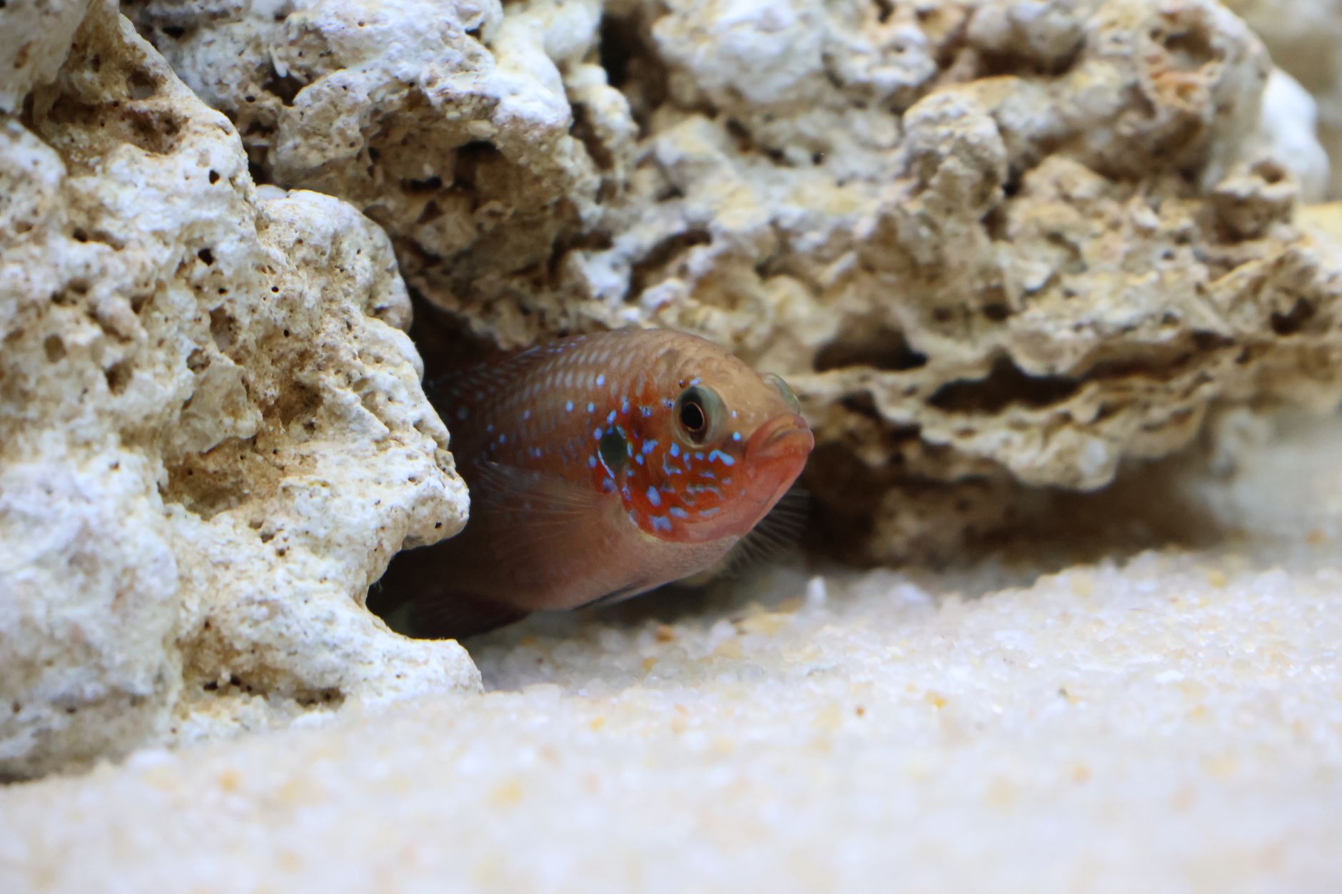 a bi-color blenny resting on live rock in a reef aquarium
