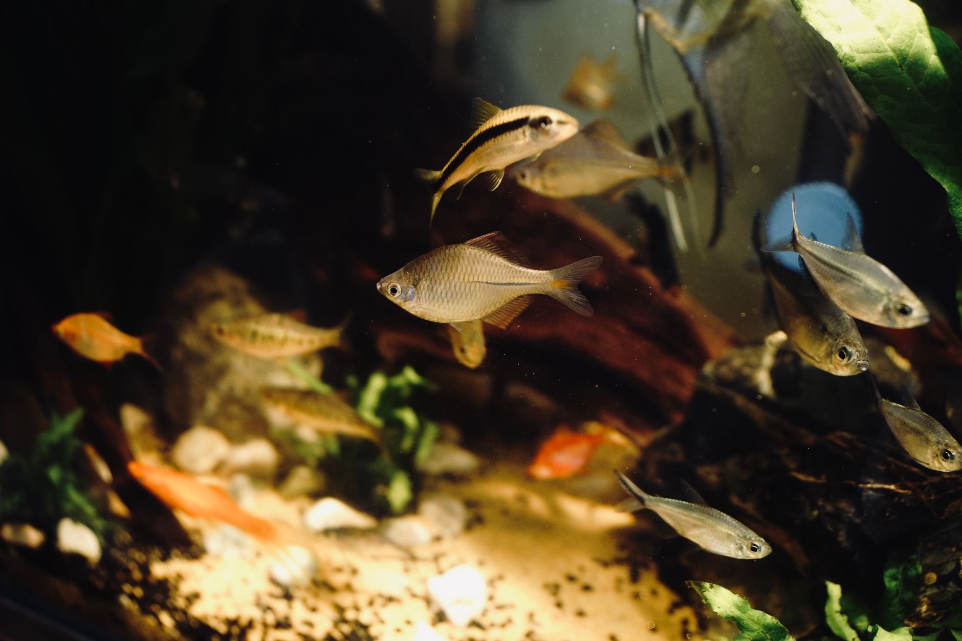 a hand sprinkling fish flakes into a home aquarium with small tetras
