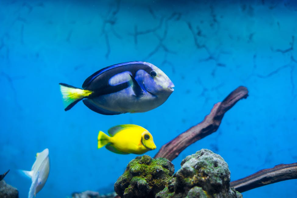 Blue Tang Care Guide: Tank Size, Diet, and Compatibility