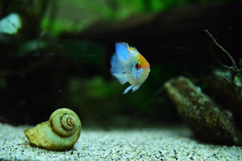 Bolivian Ram Care Guide: Tank Size, Diet, and Compatibility