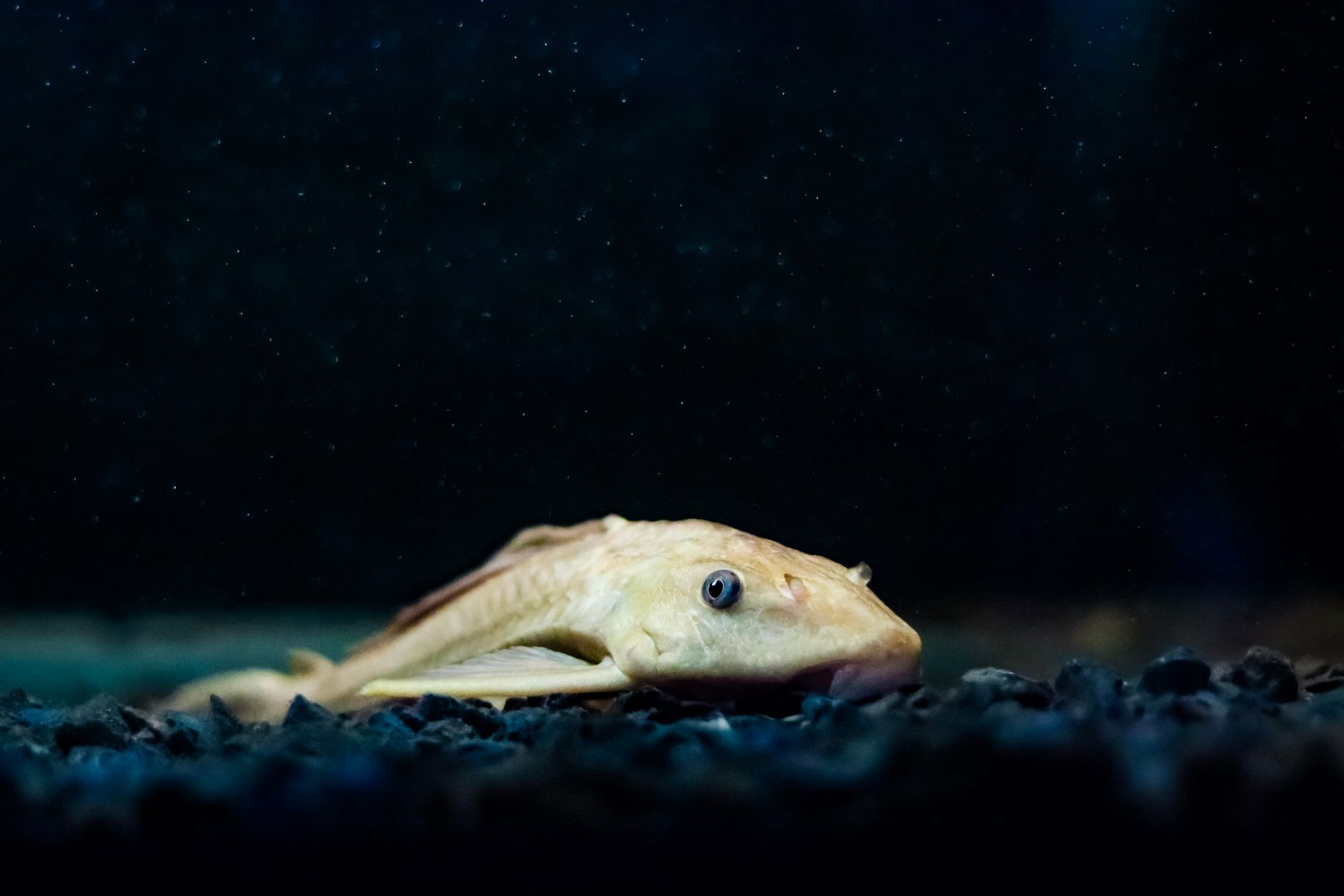 A Bristlenose Pleco resting on driftwood in a planted freshwater aquarium