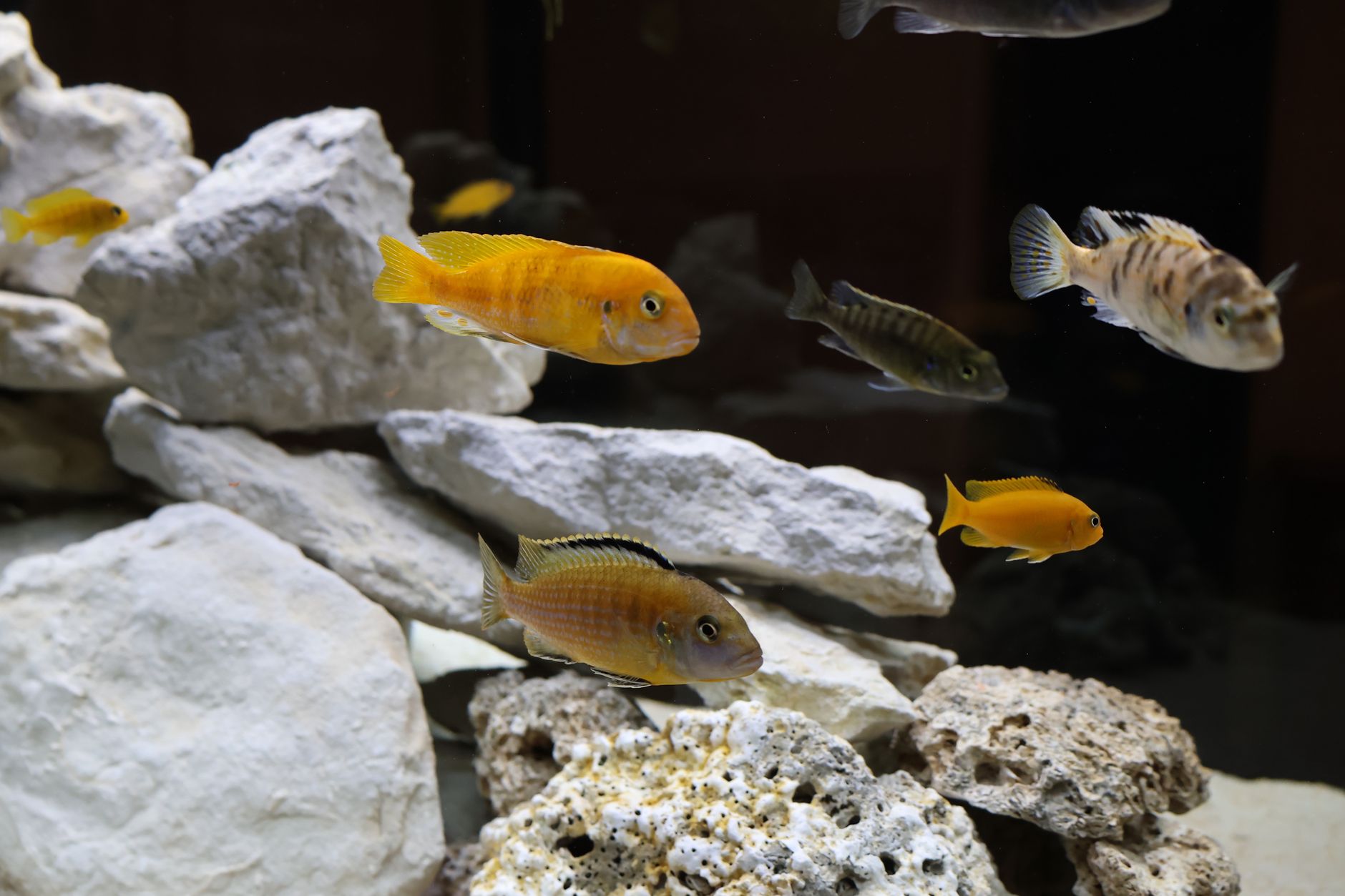 A dimly lit planted freshwater aquarium with broad leaf plants and hiding spots.