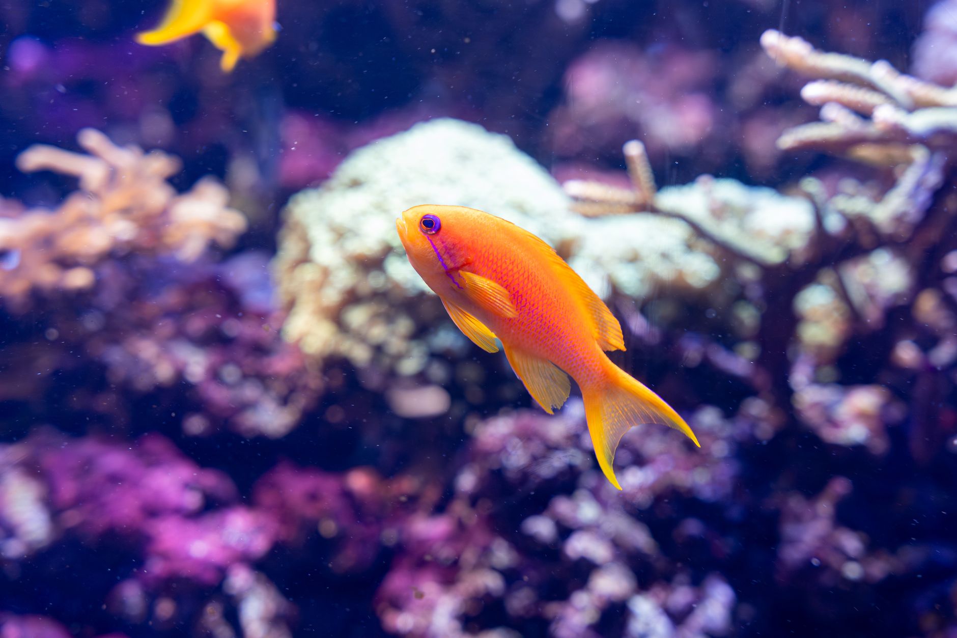 Cleaner wrasse swimming in a saltwater aquarium