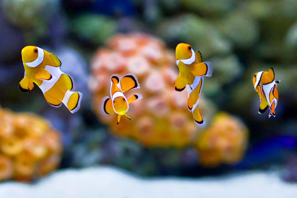 Clown Loach Care Guide: Tank Size, Diet, and Compatibility