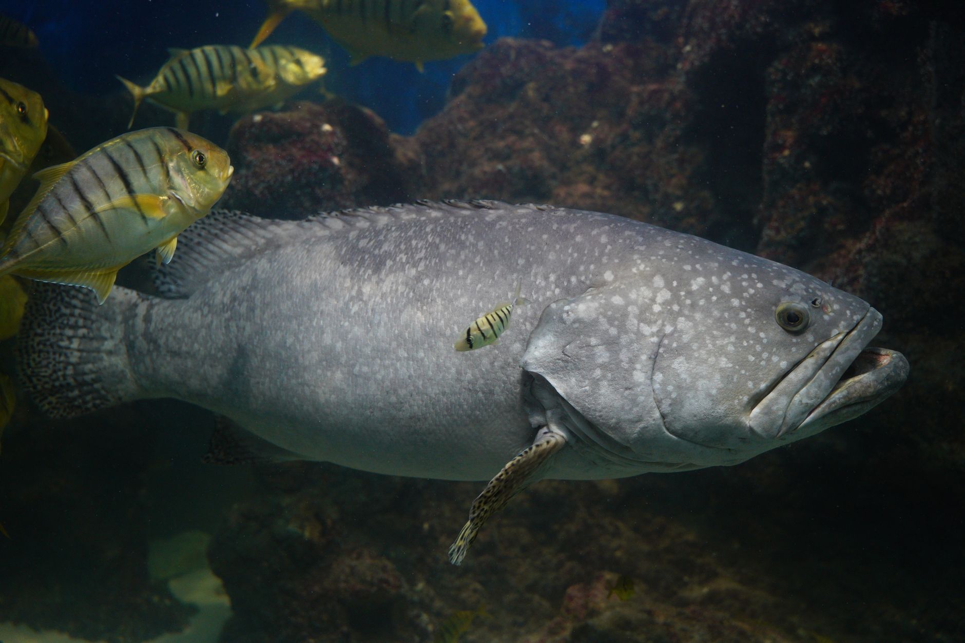 Clown triggerfish swimming in a large marine aquarium