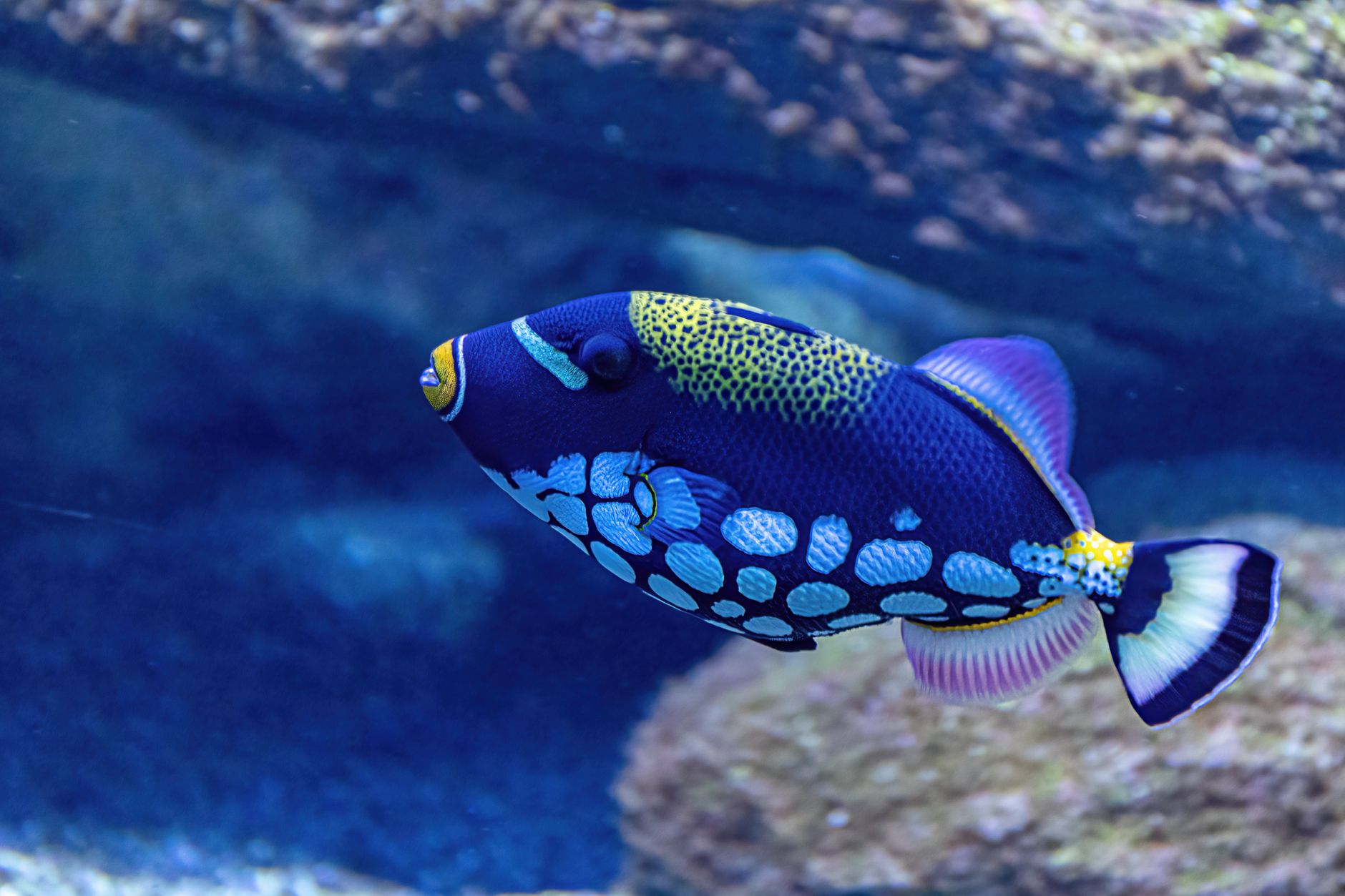 Feeding meaty frozen food to a saltwater aquarium fish
