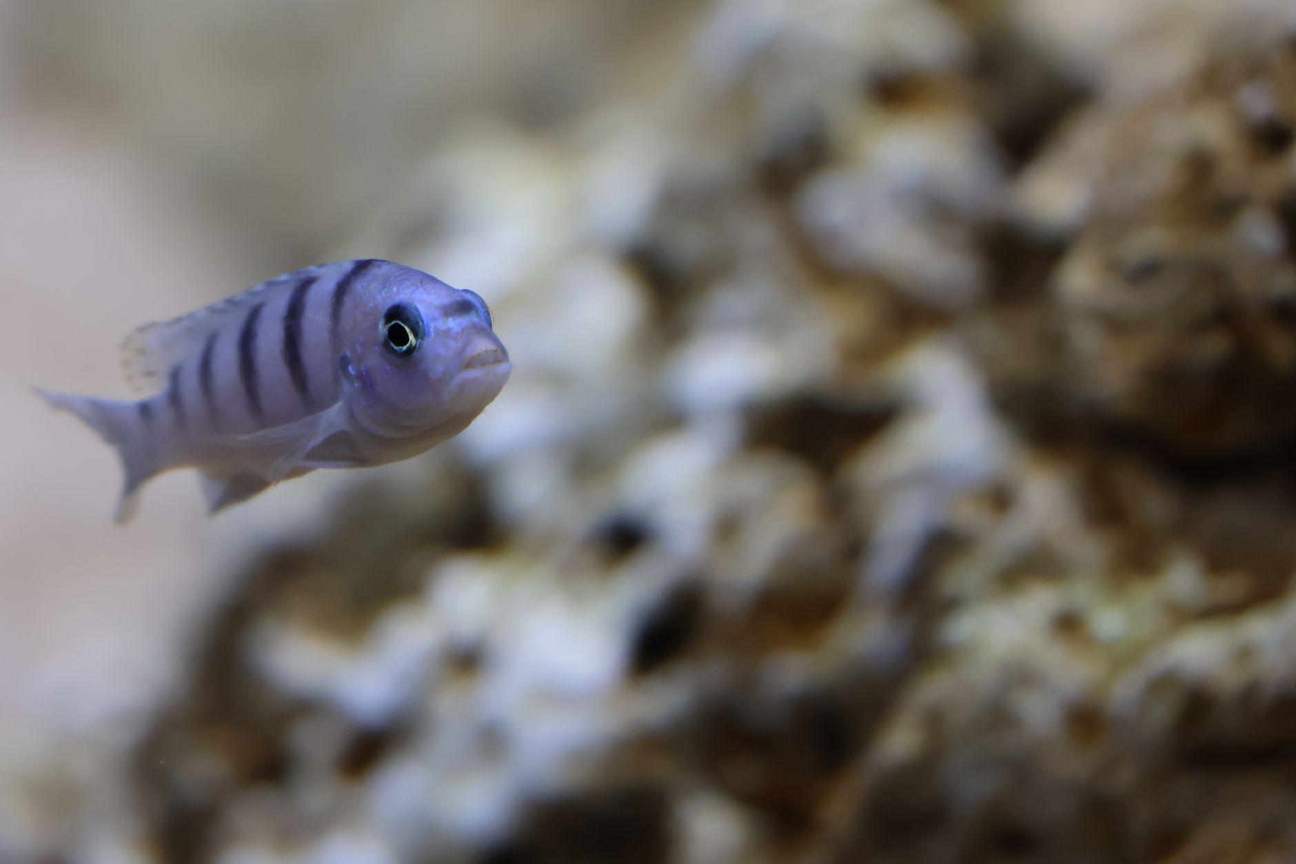 Convict cichlid in a community aquarium with rocks, driftwood, and fast-swimming tank mates.