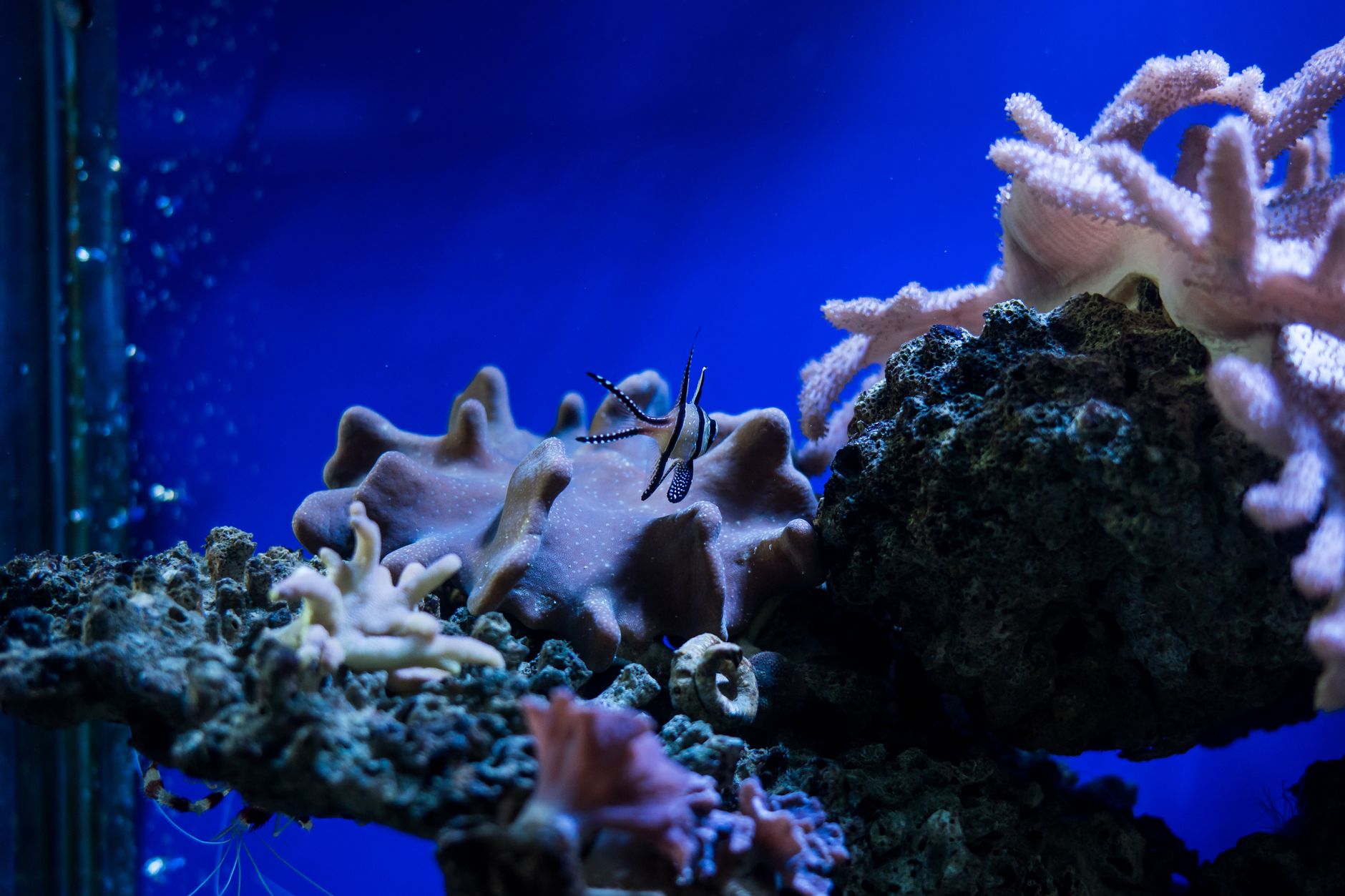 Frozen mysis shrimp food for an orchid dottyback