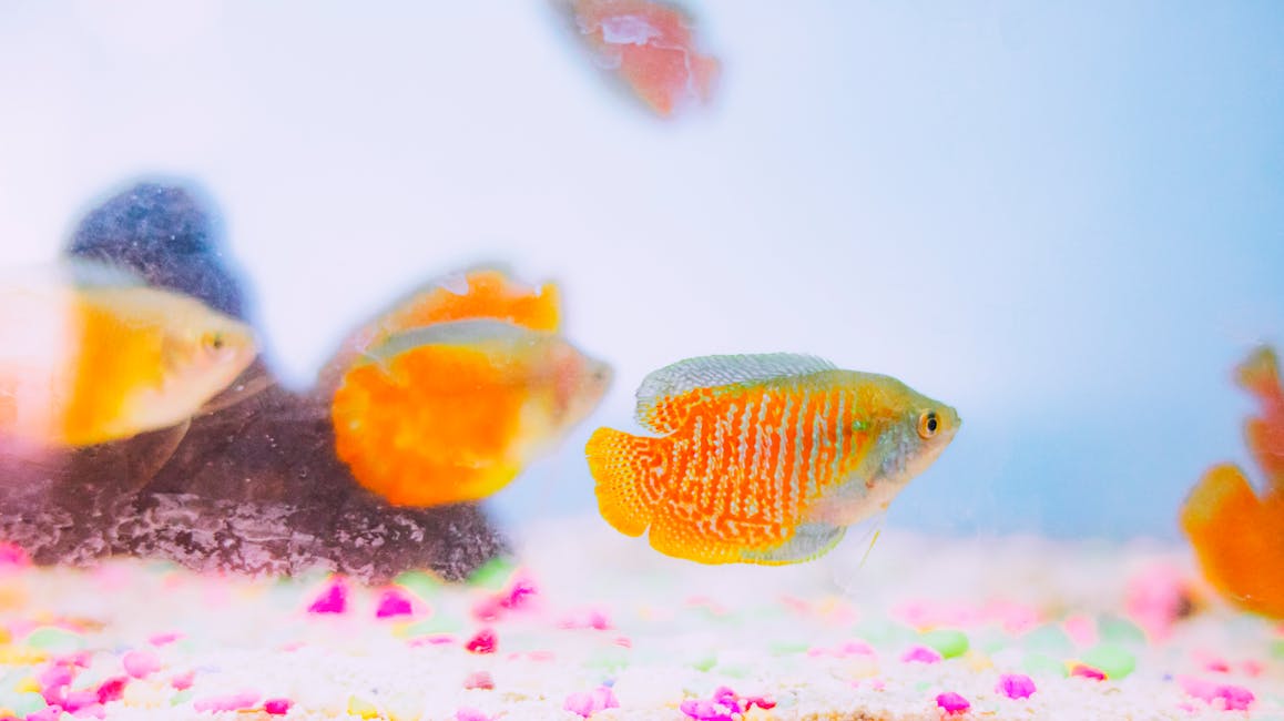 Dwarf Gourami Care Guide: Tank Size, Diet, and Compatibility