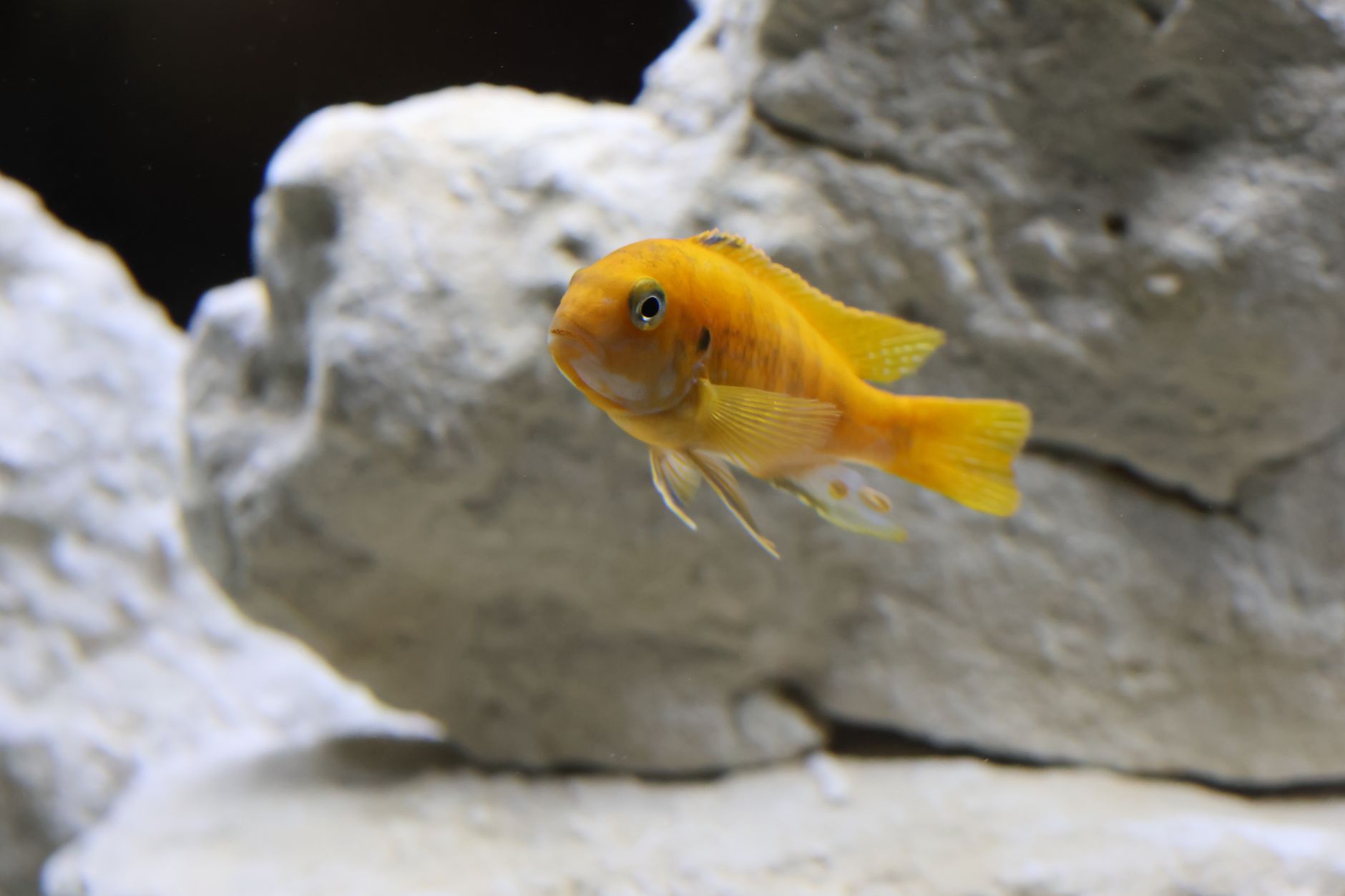 Bright yellow electric yellow cichlid swimming near rocks in an aquarium