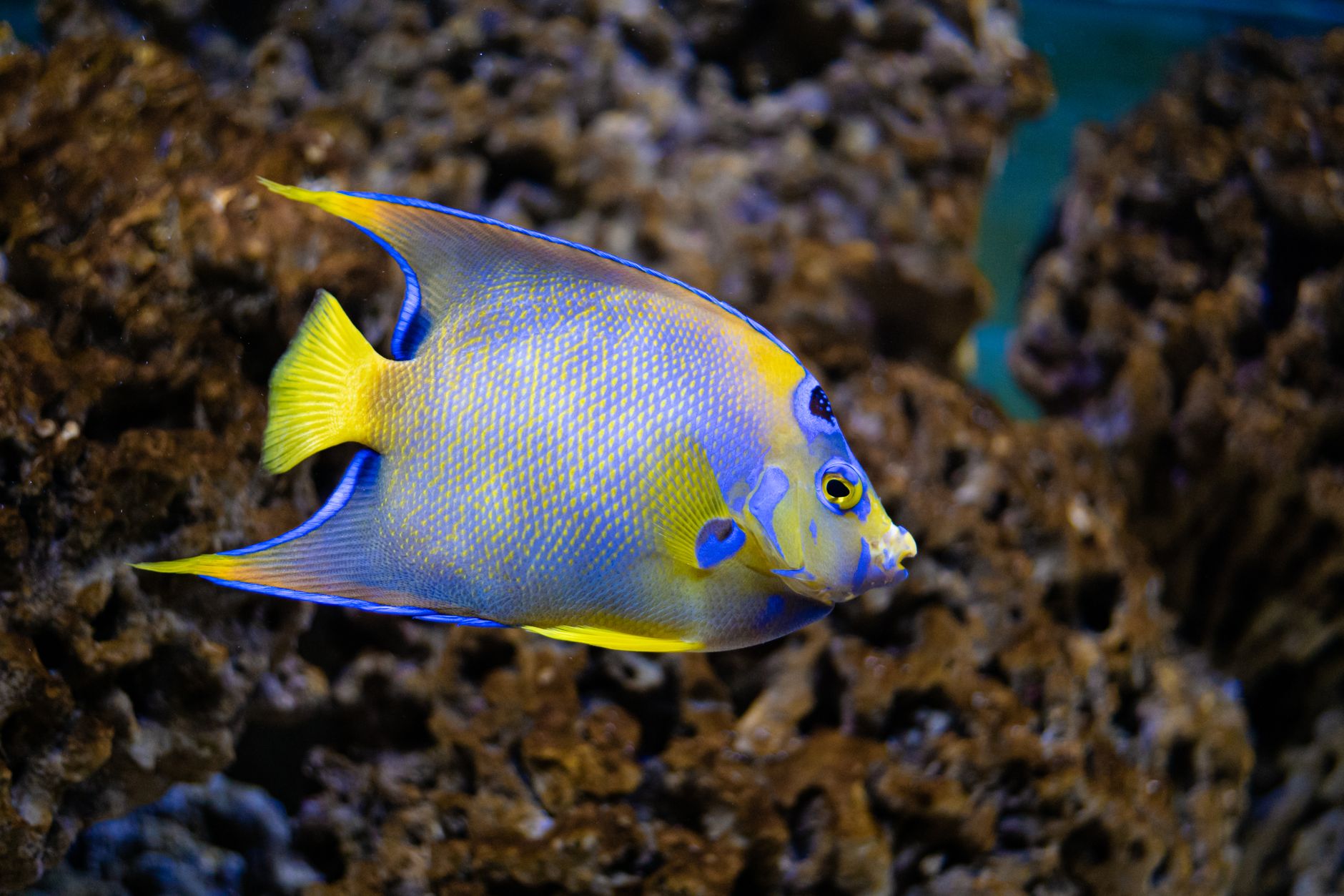 emperor angelfish swimming in a large marine aquarium with live rock