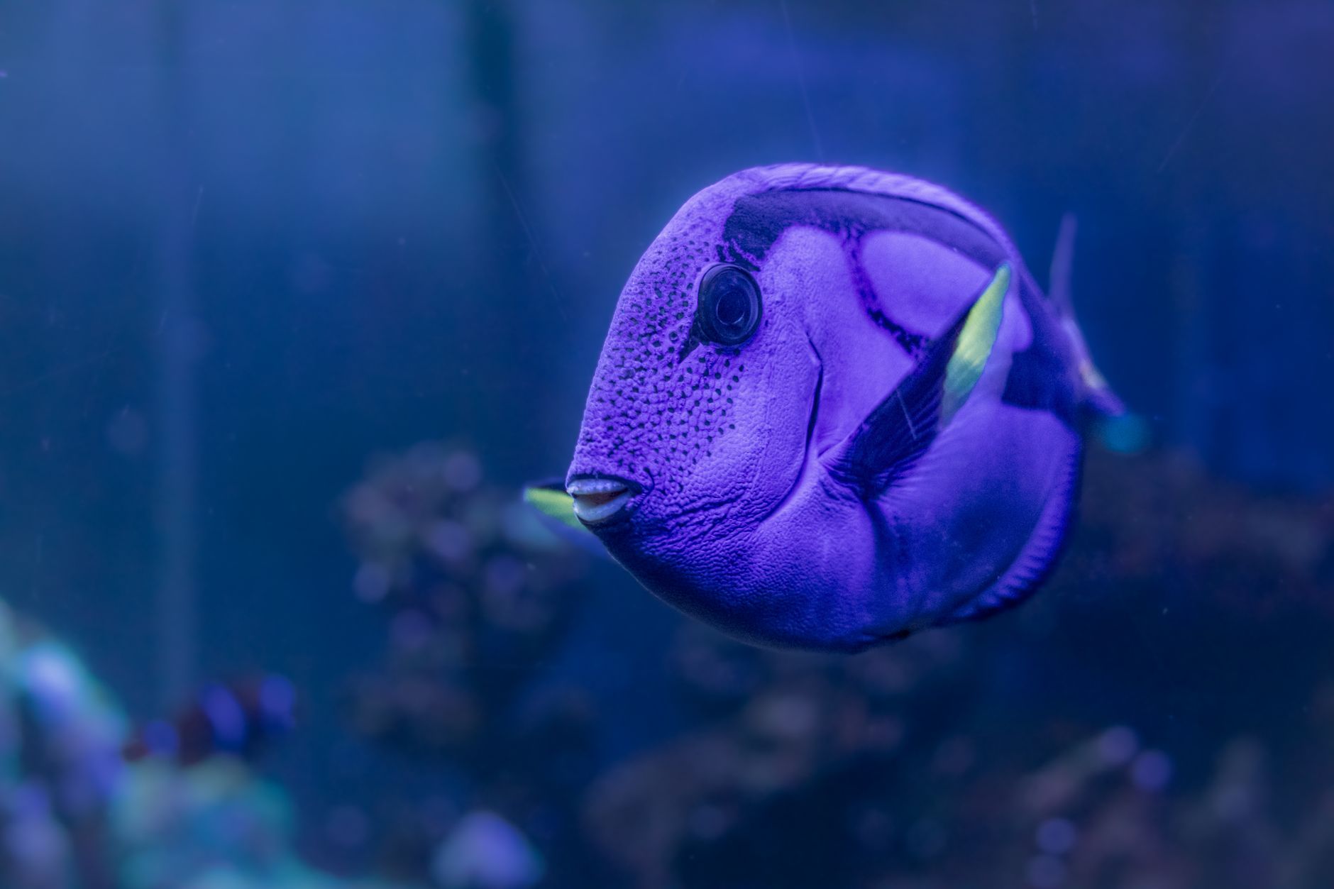 Blue tang with dark markings swimming above live rock in a large saltwater tank