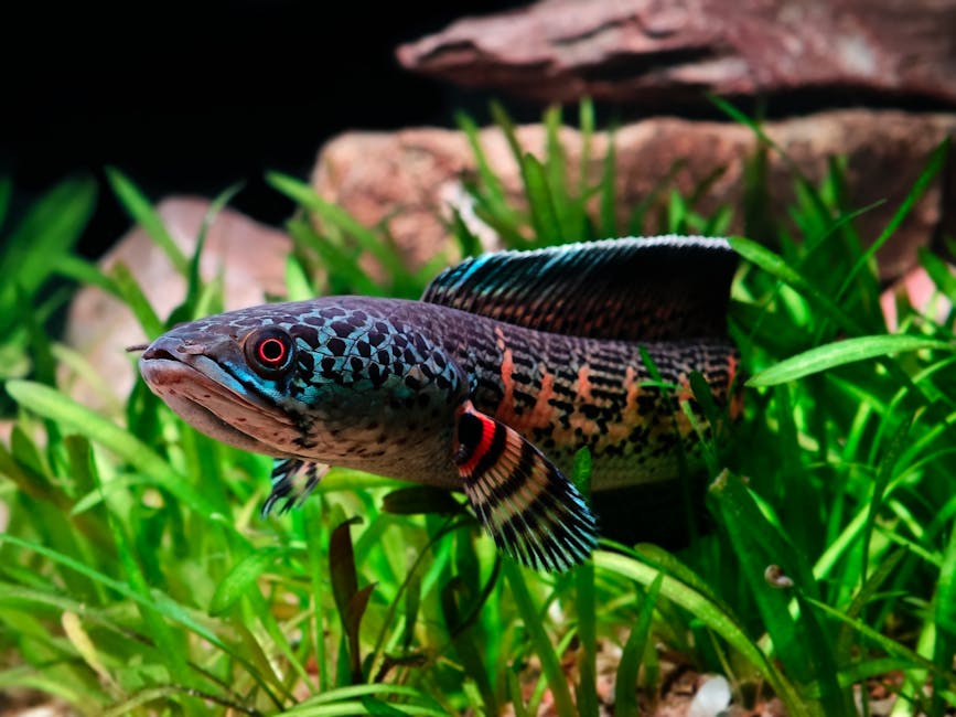 Firefish Goby Care Guide: Tank Size, Diet, and Compatibility