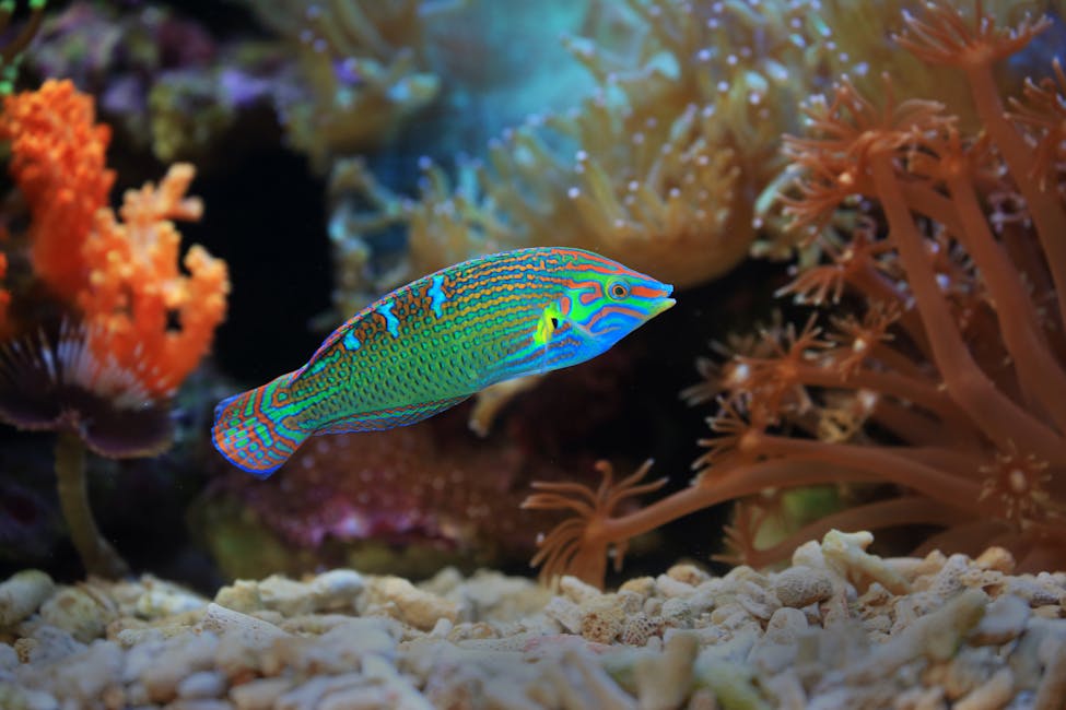 Flasher Wrasse Care Guide: Tank Size, Diet, and Compatibility