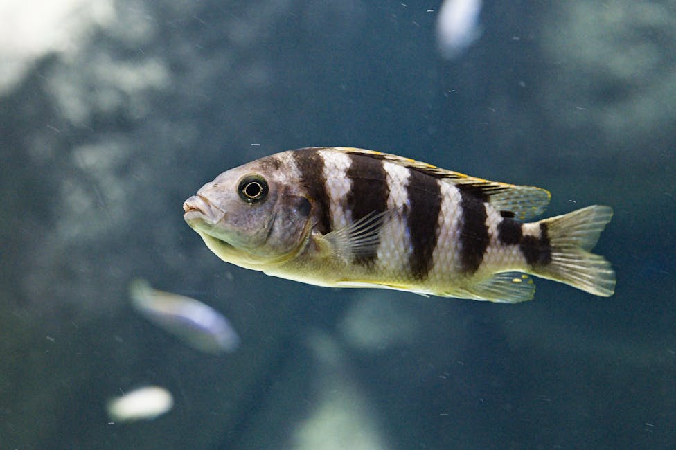 Frontosa Cichlid Care Guide: Tank Size, Diet, and Compatibility