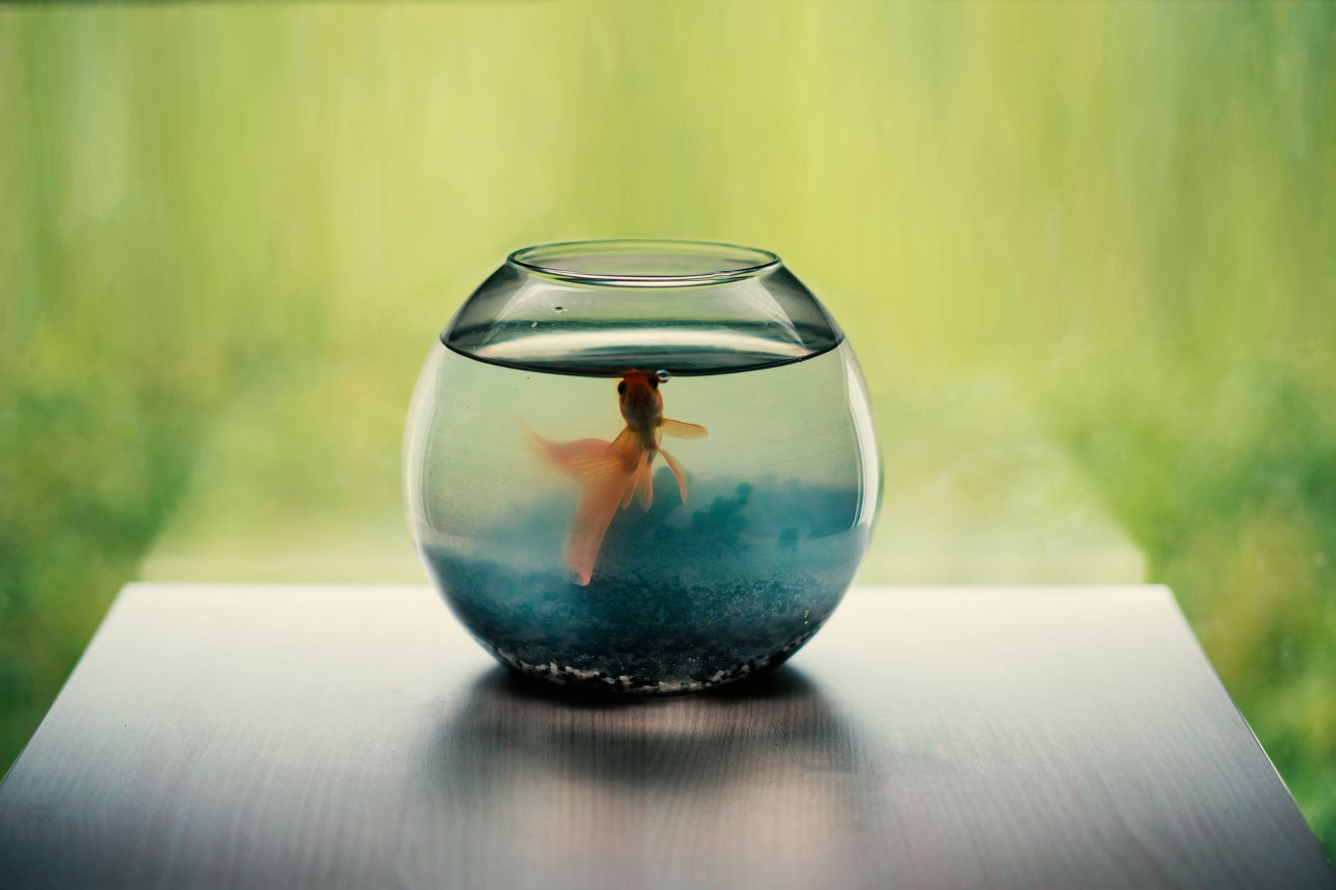 a large freshwater aquarium with a single orange goldfish swimming near a smooth rock