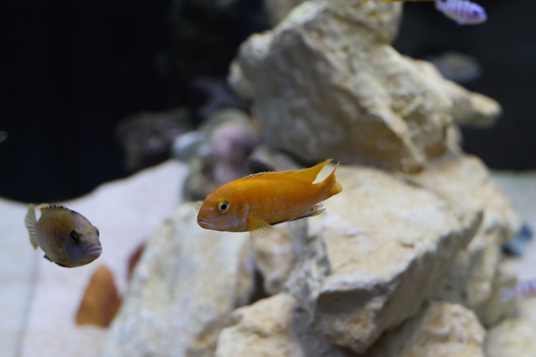 aquarium water test kit and thermometer next to a fish tank with goldfish