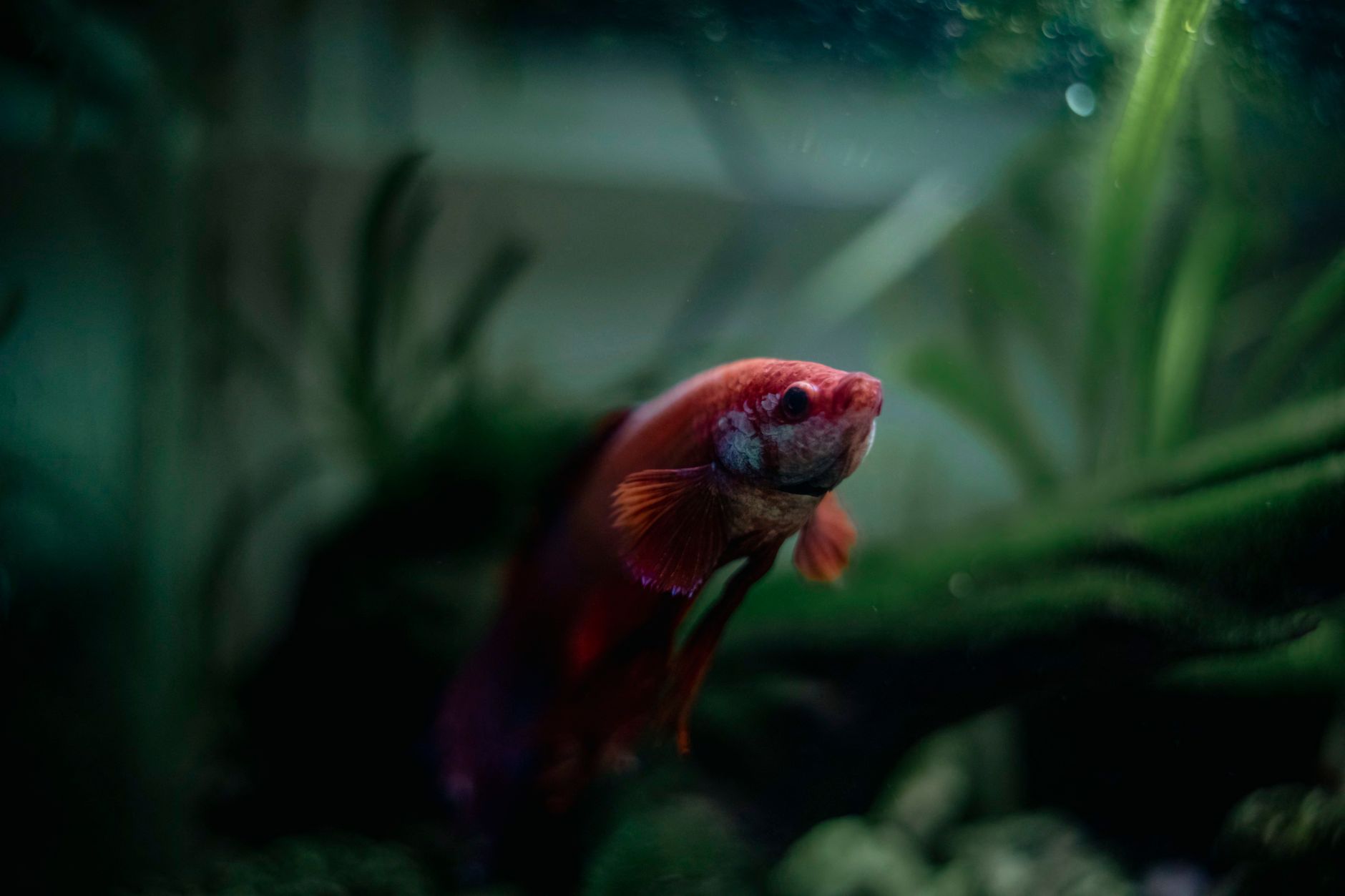 a fishkeeper using a siphon to clean a goldfish tank