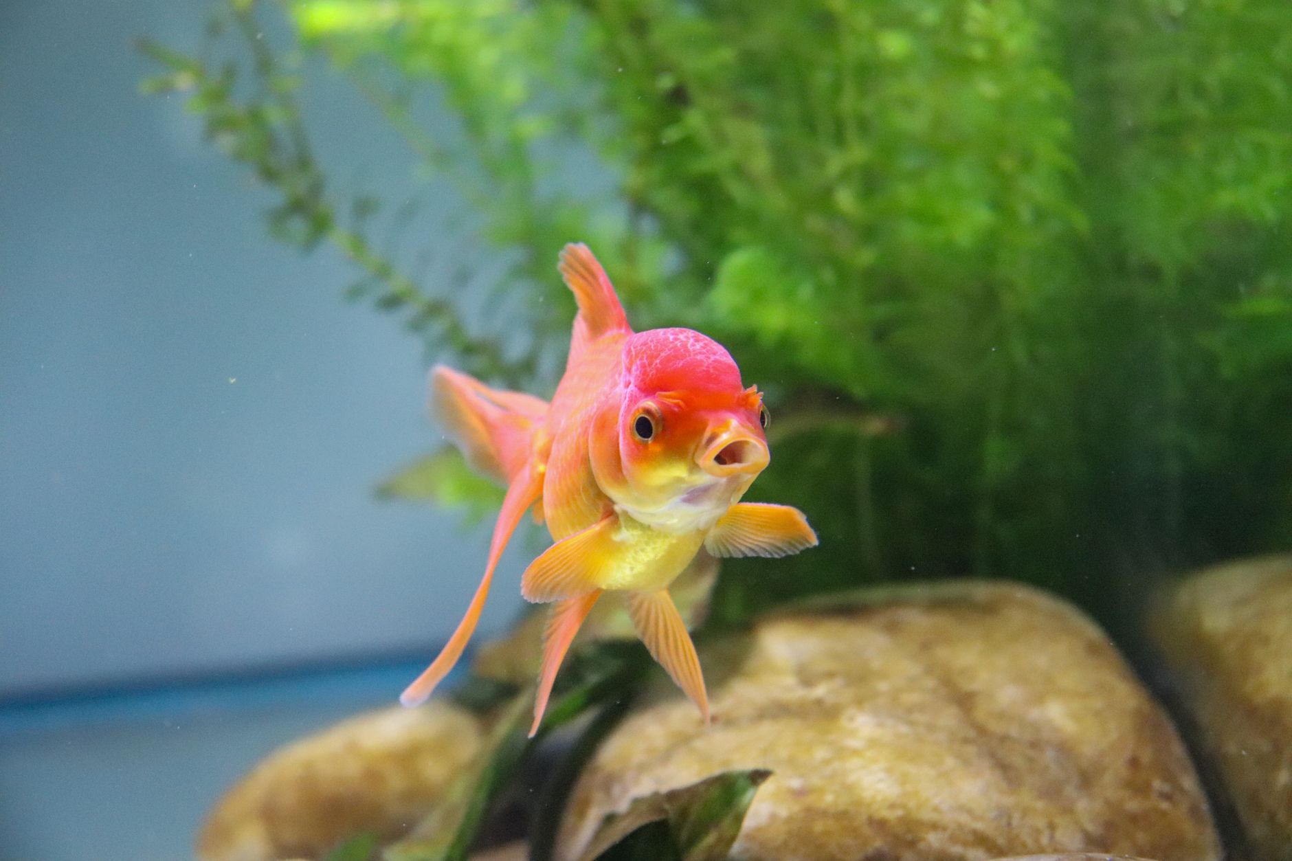 Fancy goldfish swimming in a spacious aquarium with plants