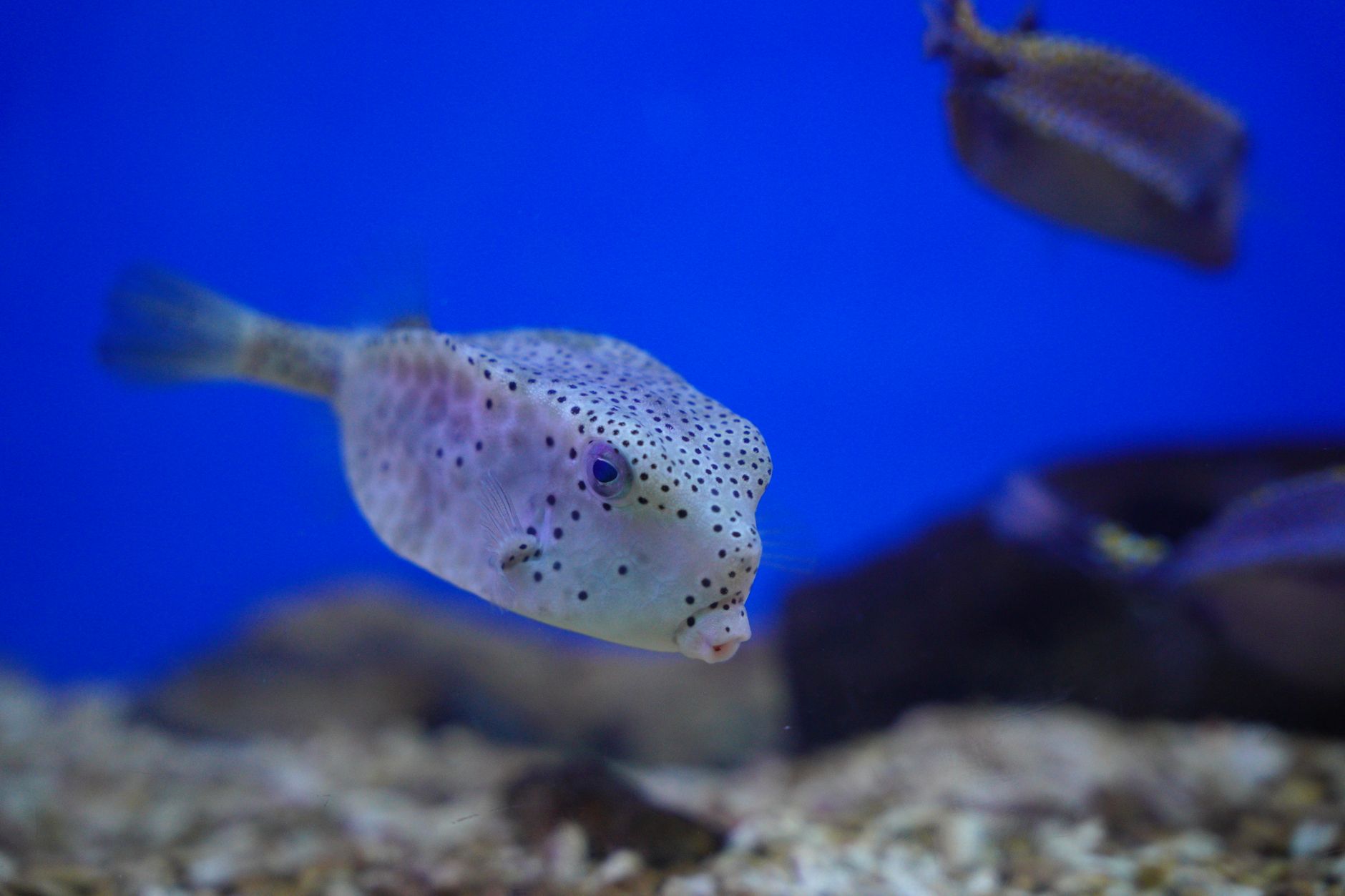 Green spotted puffer in a brackish aquarium with driftwood