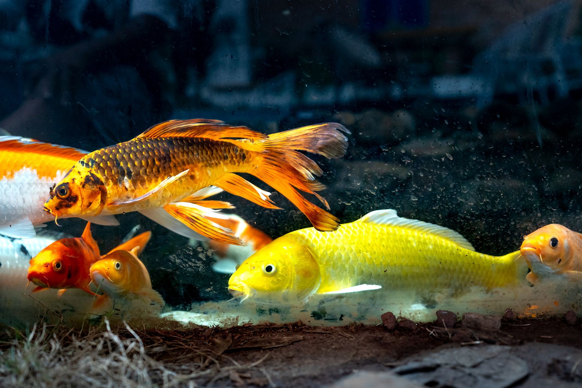 Colorful guppies swimming in a planted 10-gallon aquarium