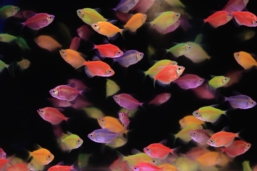 Guppy Care Guide: Tank Size, Diet, and Compatibility