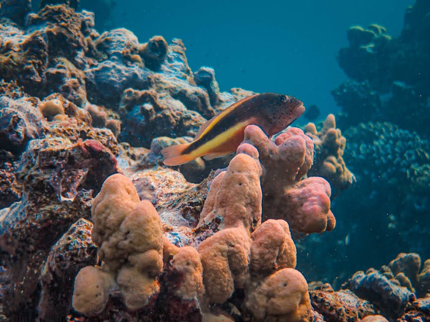 Hawkfish (Flame) Care Guide: Tank Size, Diet, and Compatibility