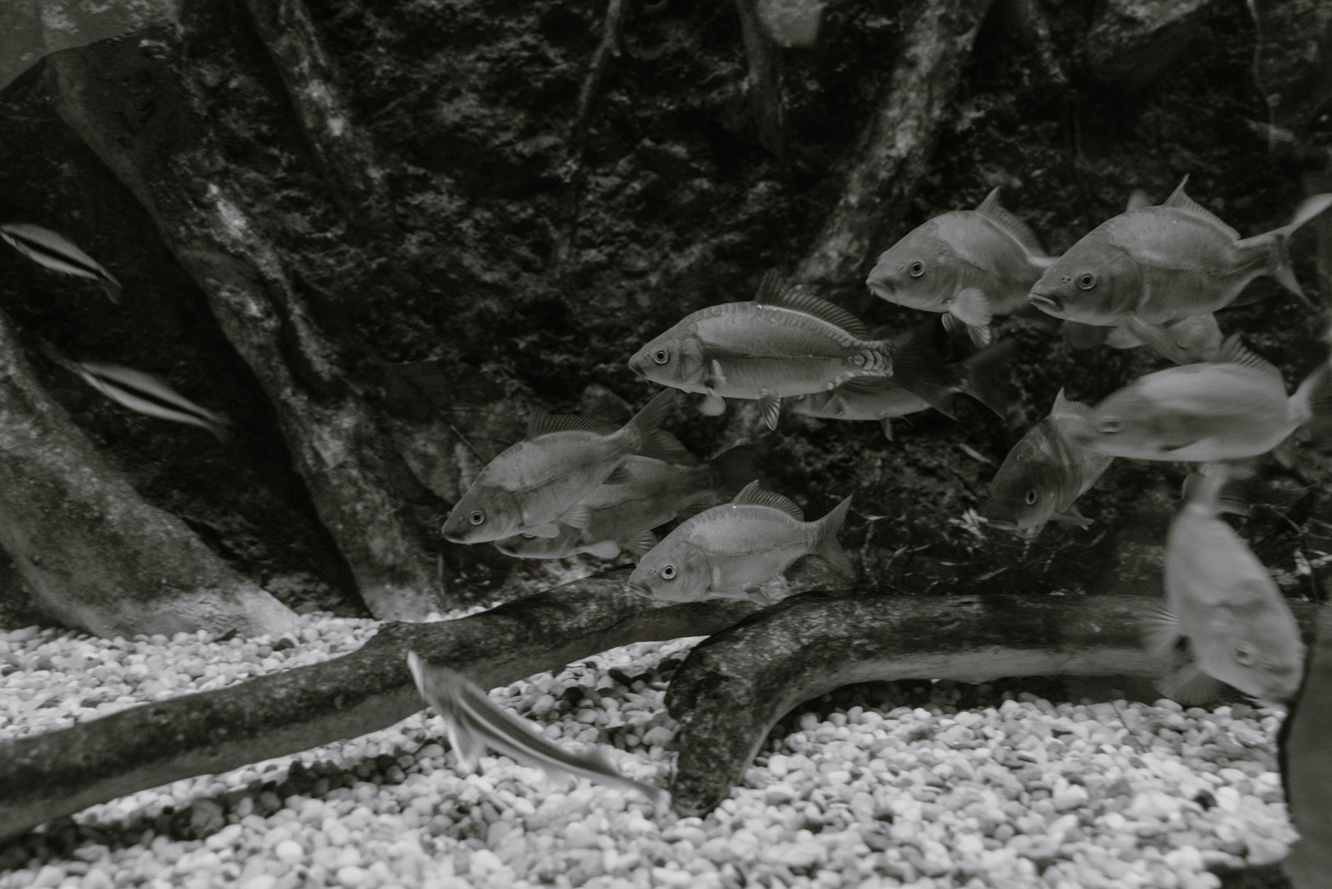 Aquarist using a gravel vacuum to change aquarium water