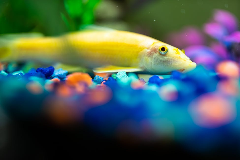 Kuhli Loach Care Guide: Tank Size, Diet, and Compatibility