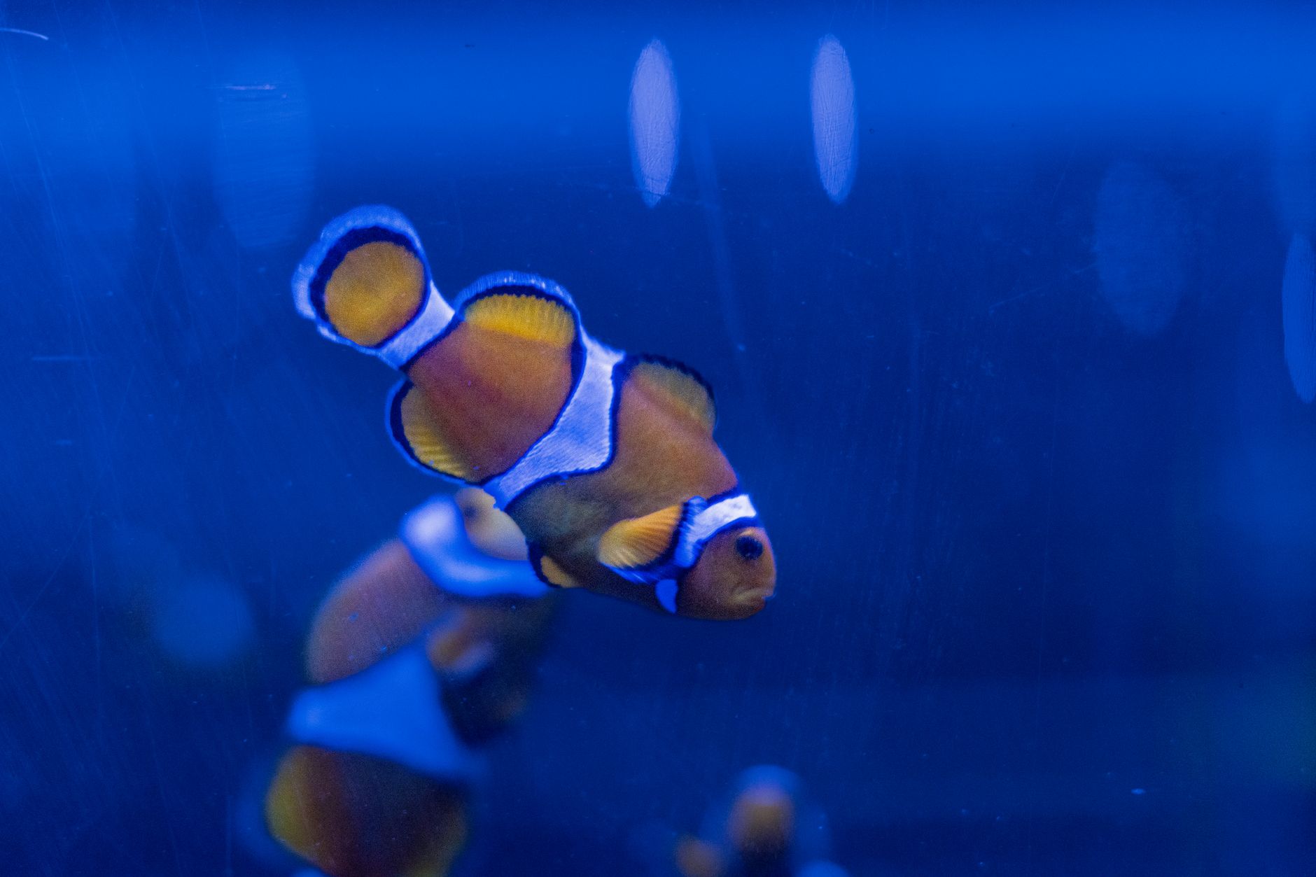 Hobbyist testing saltwater aquarium parameters with a liquid test kit