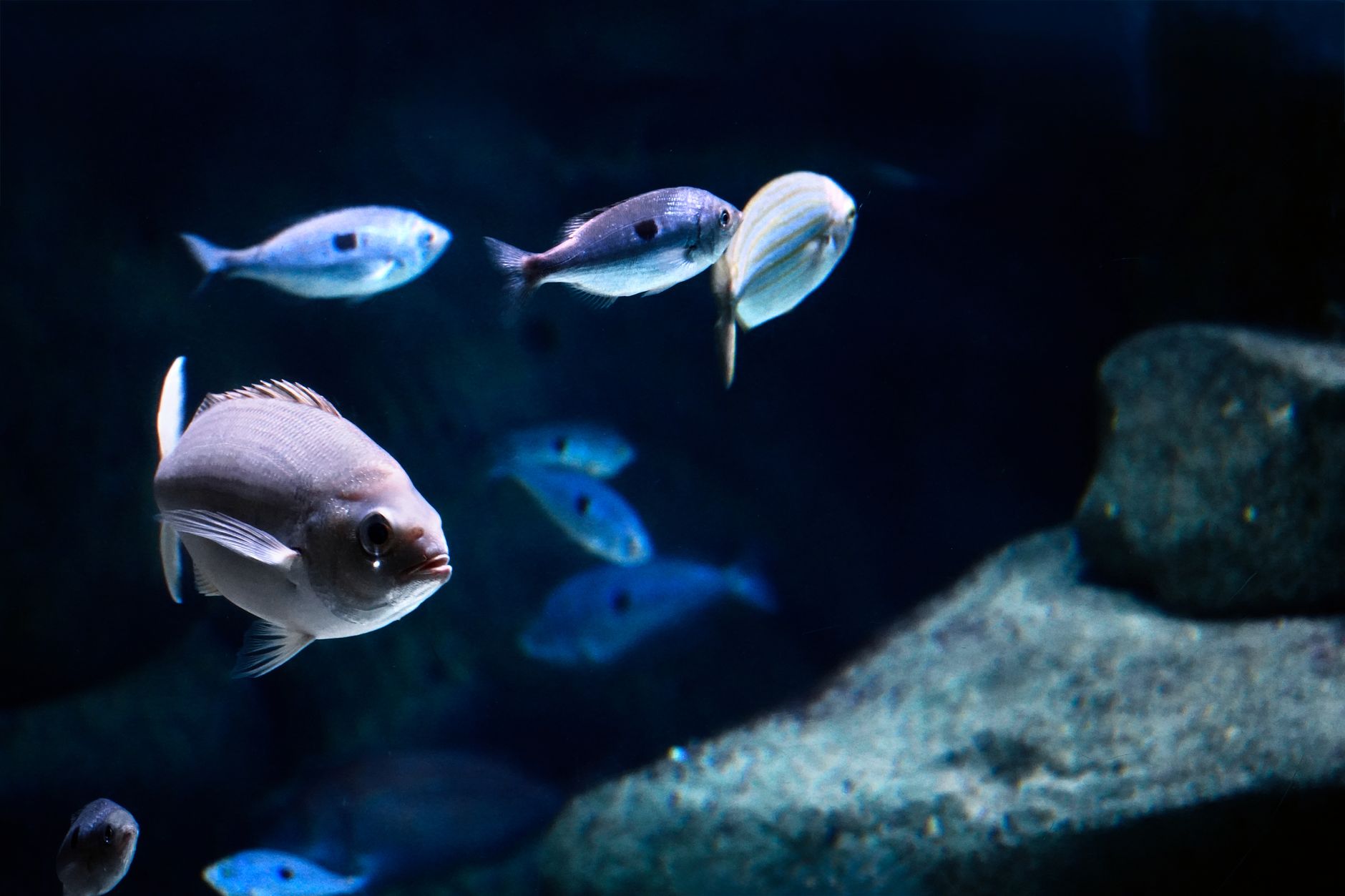 A saltwater community aquarium with clownfish and rockwork