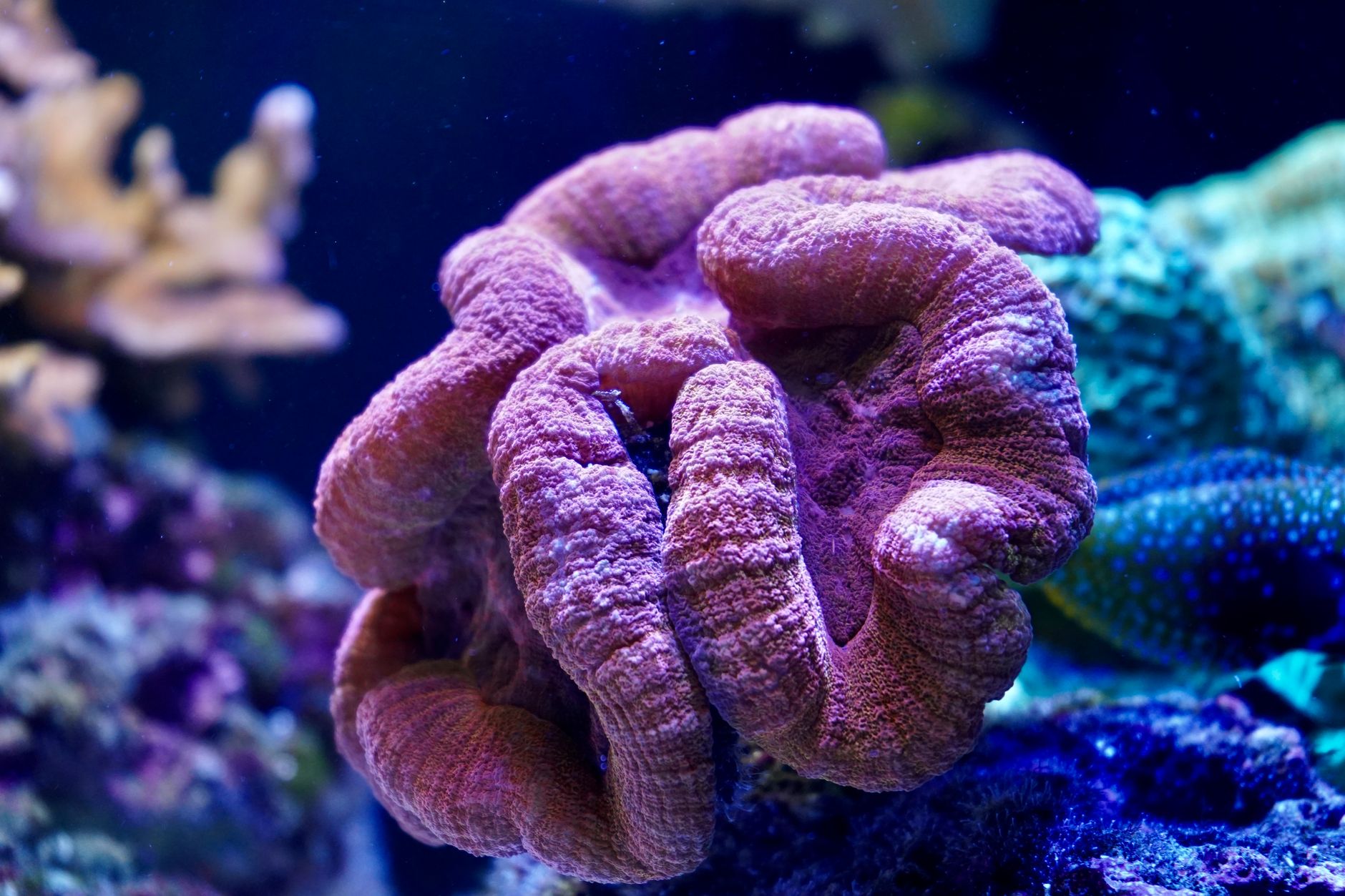 Aquarium with deep sand bed and live rock for leopard wrasse