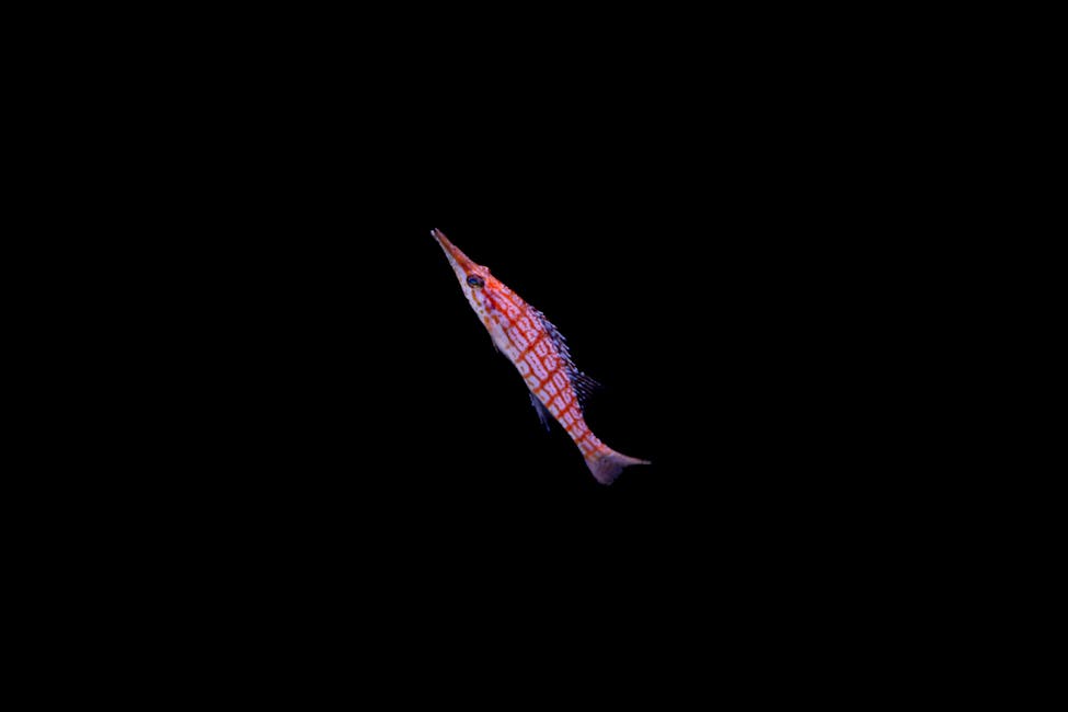 Longnose Hawkfish Care Guide: Tank Size, Diet, and Compatibility