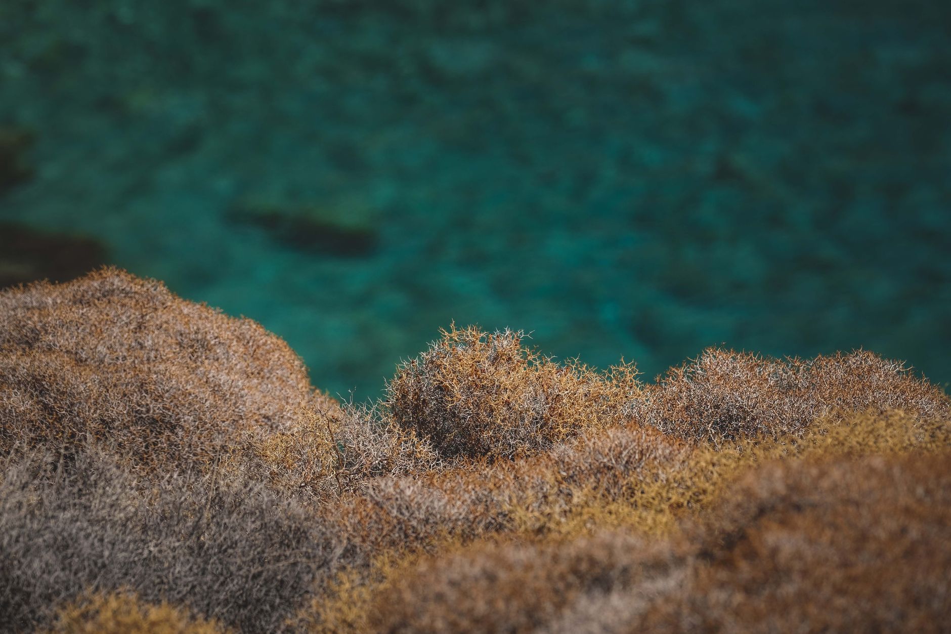 A saltwater refugium with macroalgae and live rock rubble for copepod reproduction