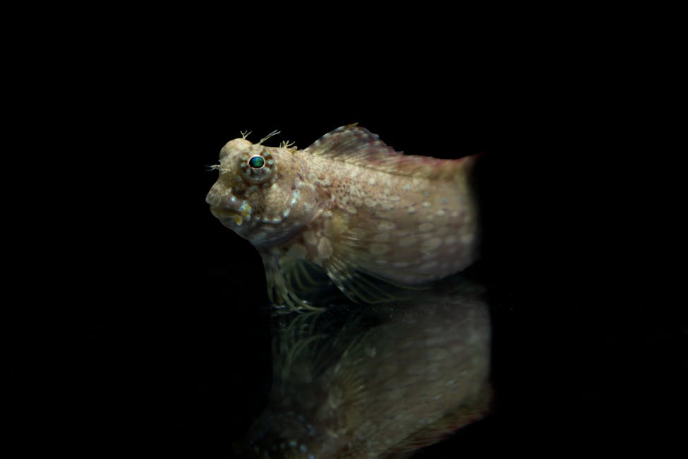 Midas Blenny Care Guide: Tank Size, Diet, and Compatibility