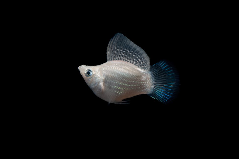 Molly Care Guide: Tank Size, Diet, and Compatibility