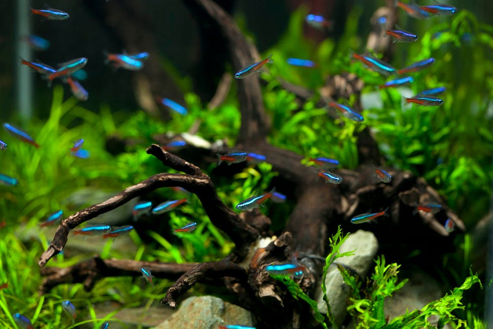 Neon Tetra Care Guide: Tank Size, Diet, and Compatibility
