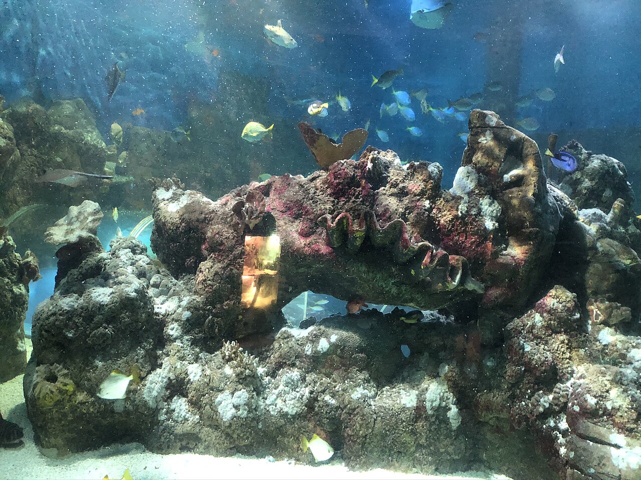 Small tropical fish swimming in a clean, planted aquarium
