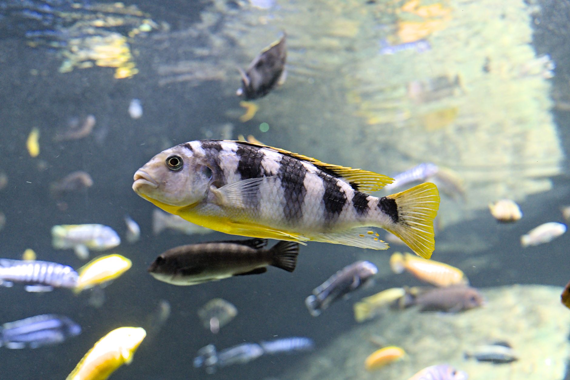 Large cichlid fish swimming together in a spacious aquarium