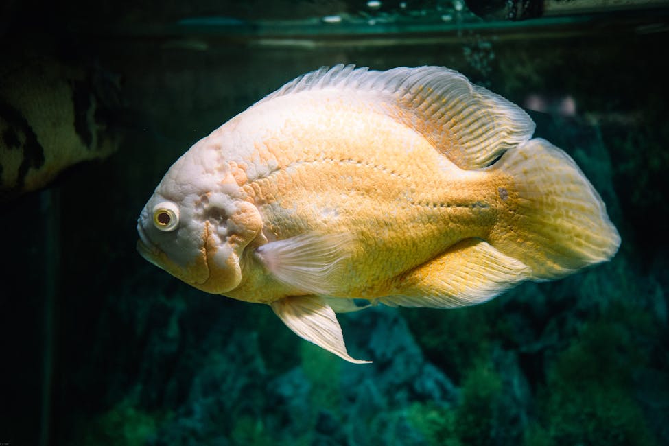 Oscar Care Guide: Tank Size, Diet, and Compatibility