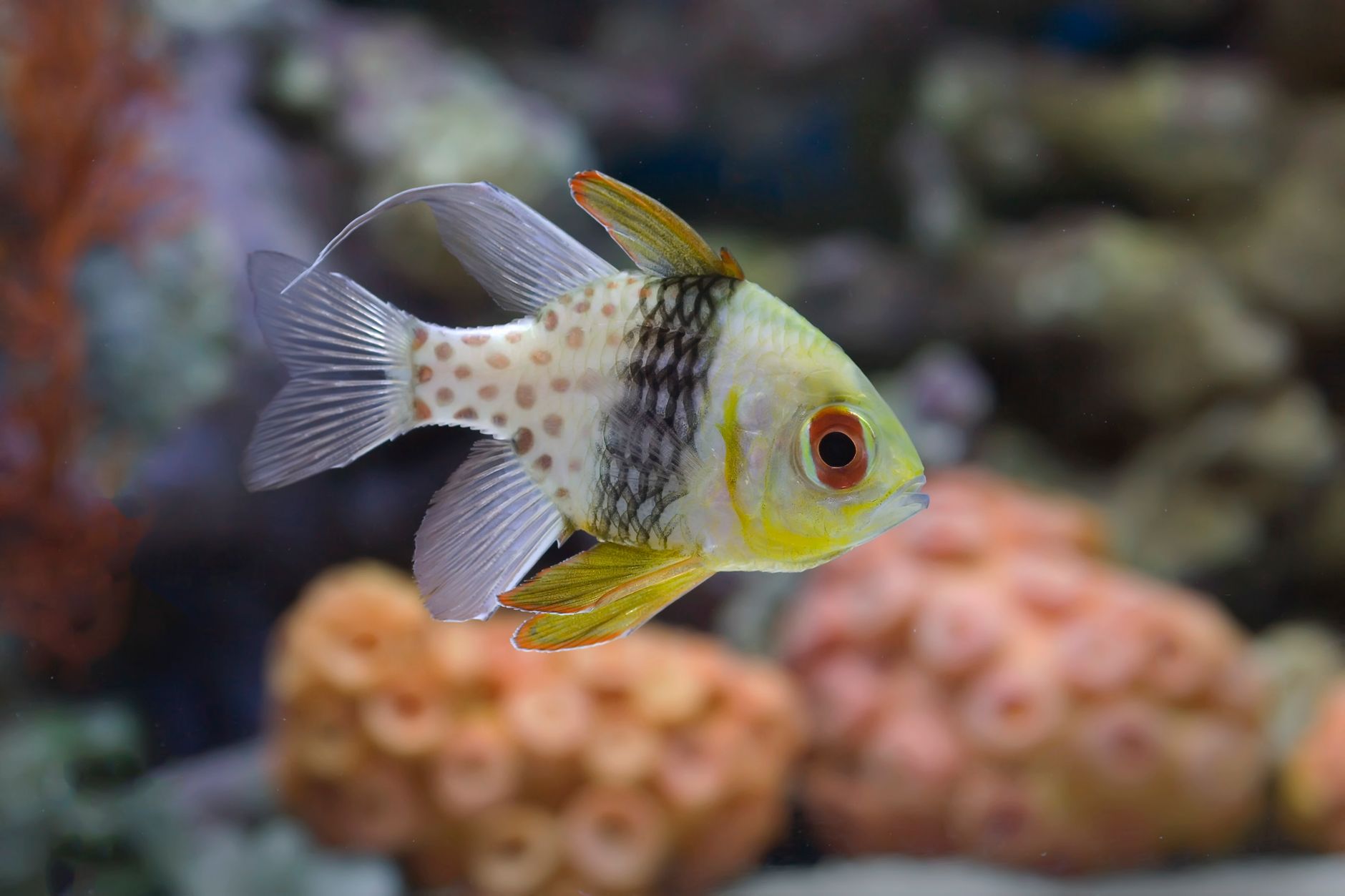 A pajama cardinalfish hovering near live rock in a home reef aquarium