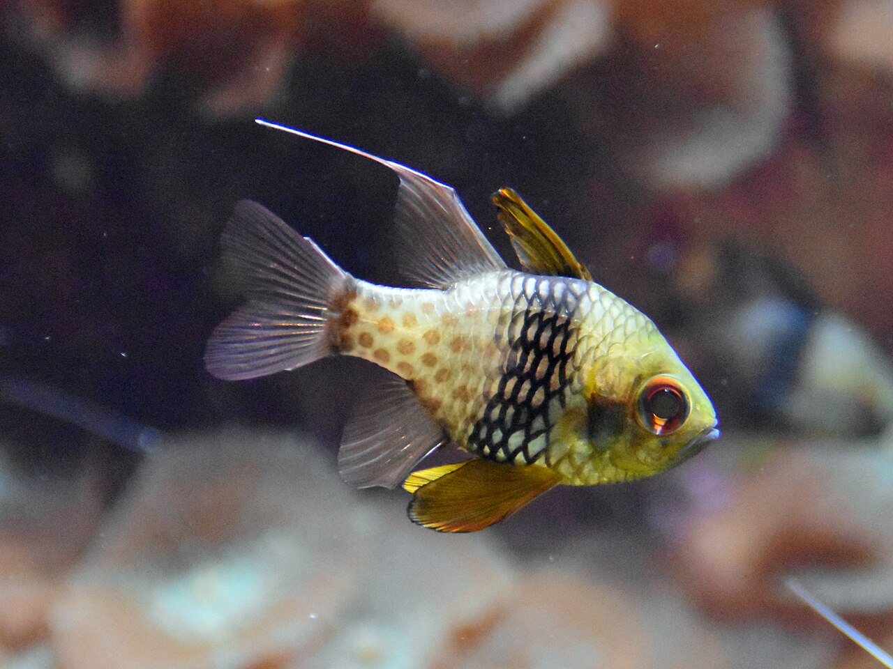 A pajama cardinalfish eating small frozen food in a home reef tank
