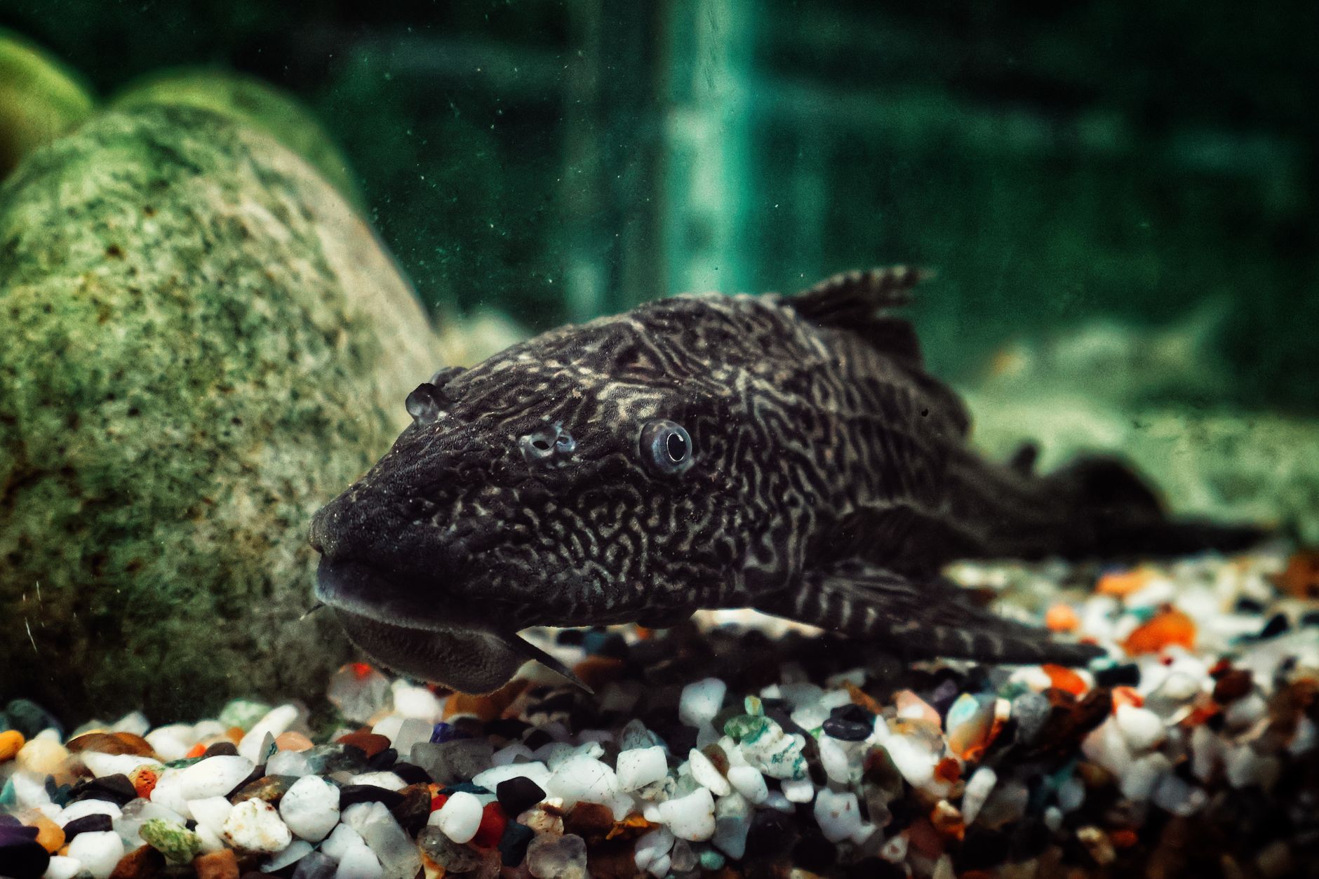 Several small panda corydoras resting and swimming near the sandy bottom of a planted aquarium