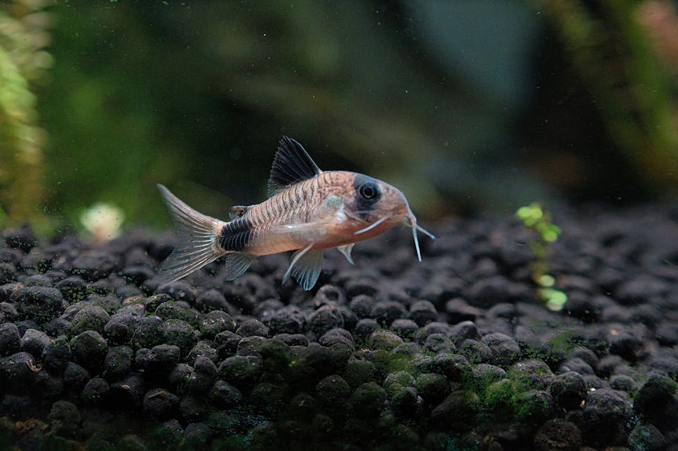 Panda Corydoras Care Guide: Tank Size, Diet, and Compatibility
