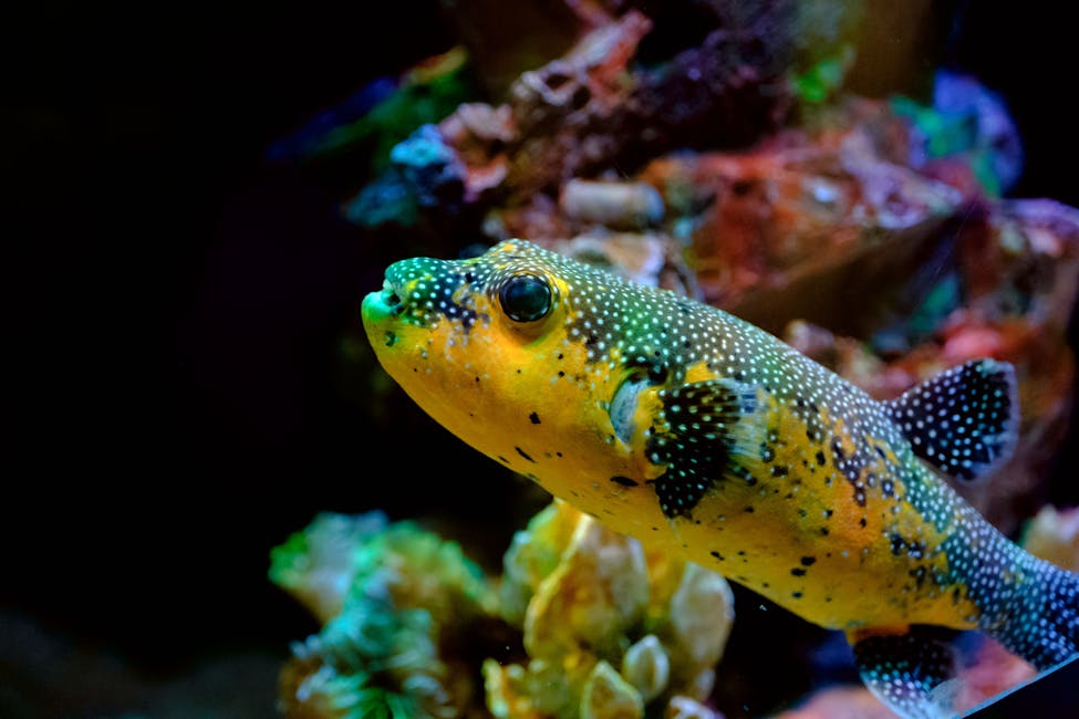 Pea Puffer Care Guide: Tank Size, Diet, and Compatibility