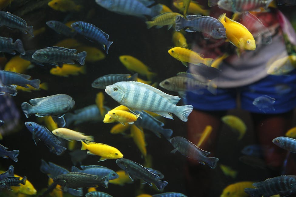 Peacock Cichlid Care Guide: Tank Size, Diet, and Compatibility